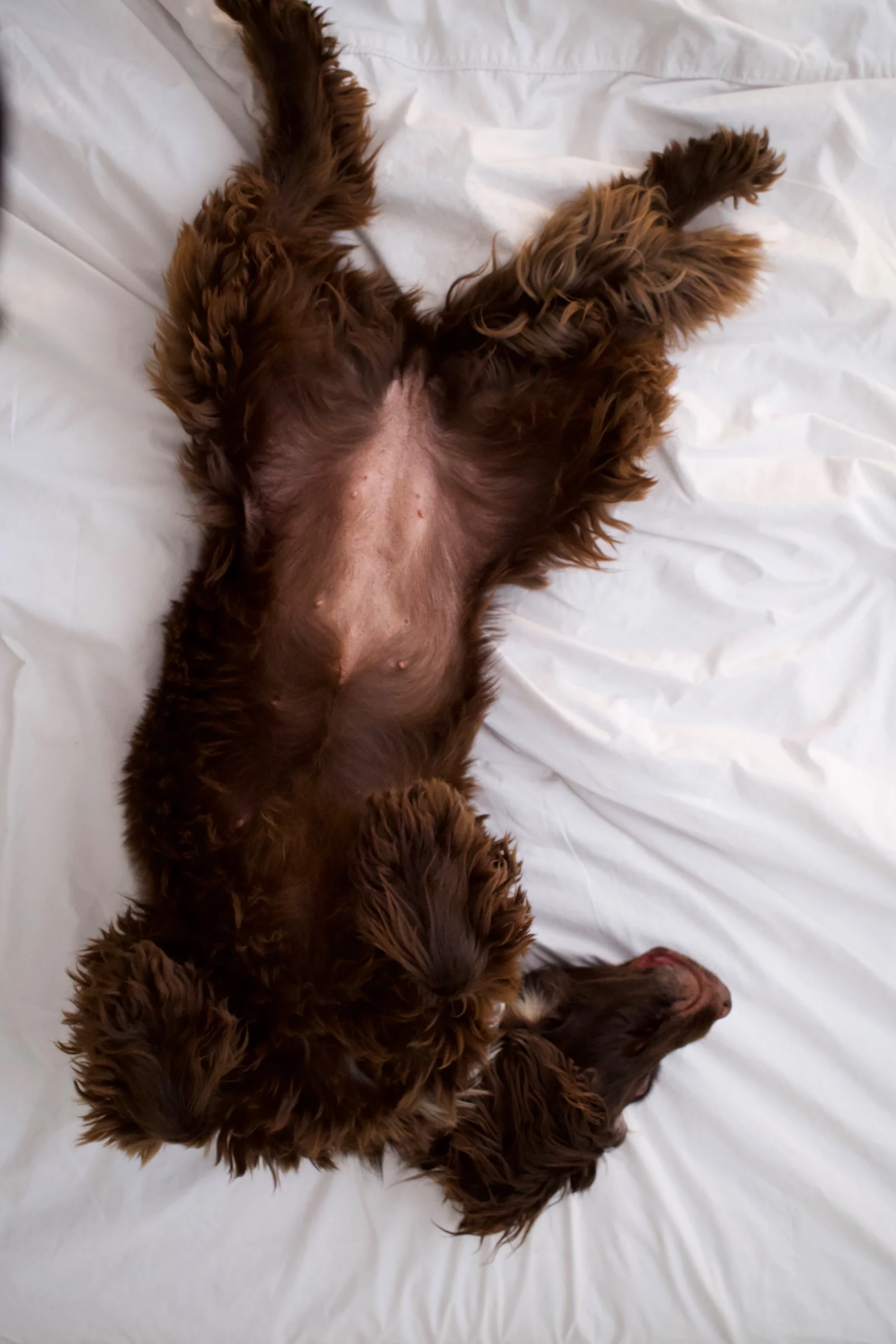 A brown fluffy dog rests on its back on a white bedsheet. Its pink belly is exposed, with legs splayed outwards.