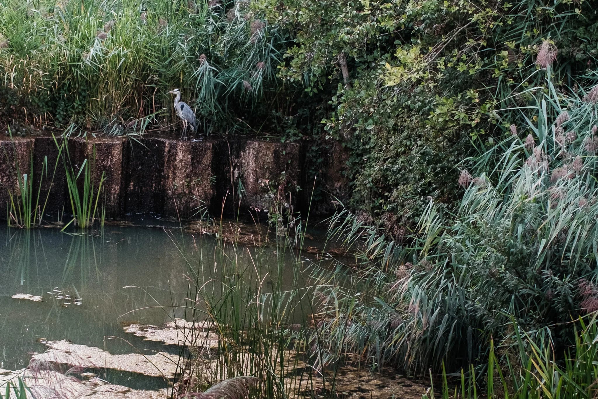 Grey heron in its habitat