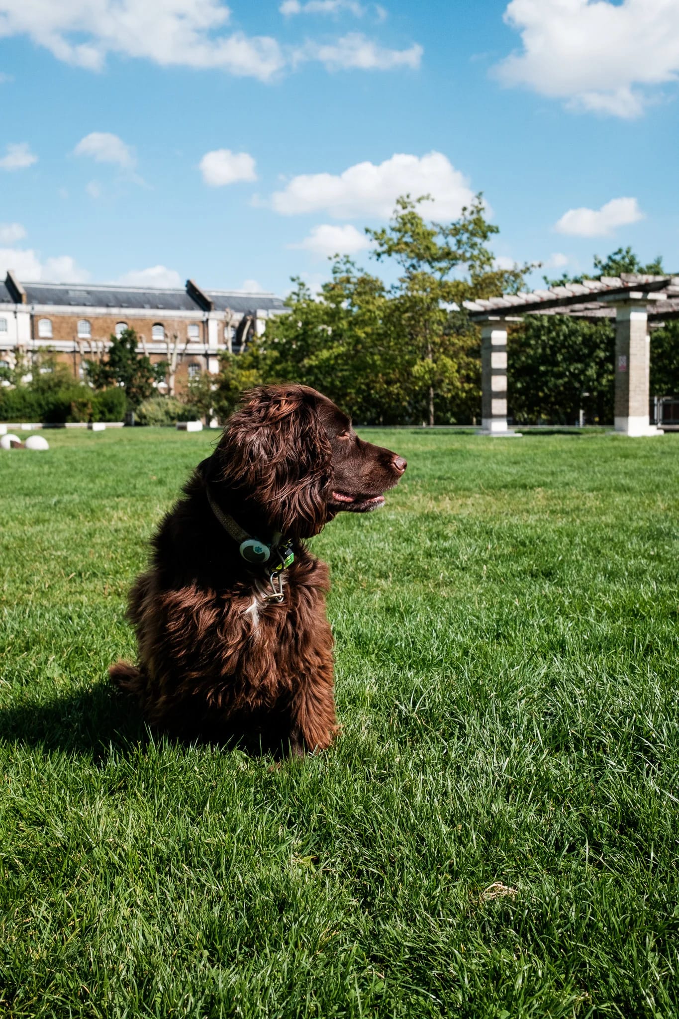 Spaniel Enjoying a Sunny Day