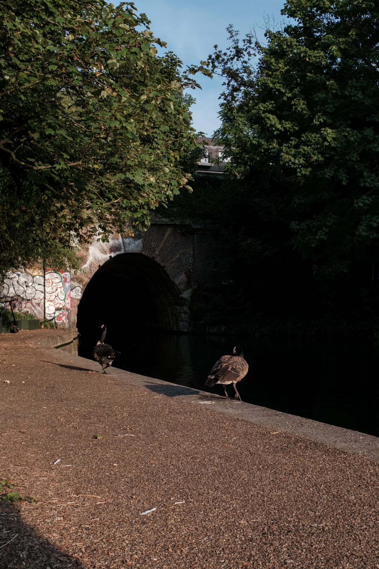 Geese by the Canal Tunnel