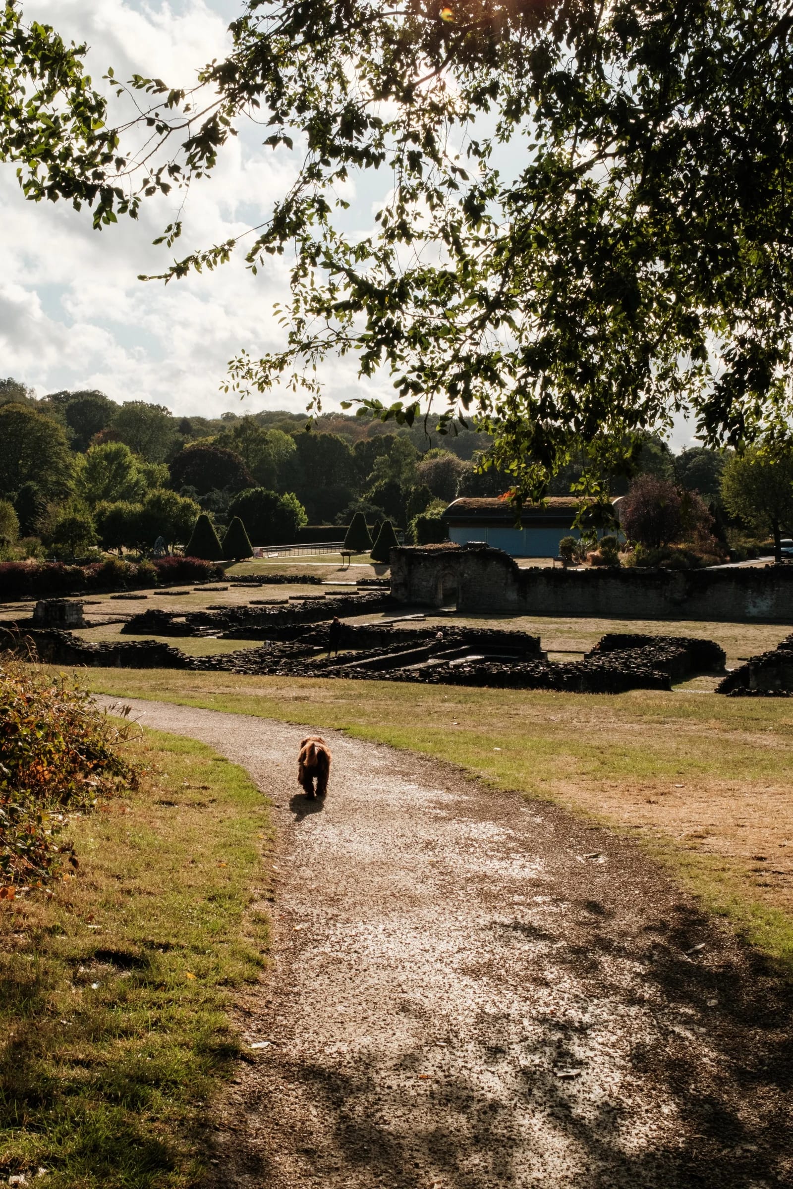 Dog Walks Through Ancient Ruins