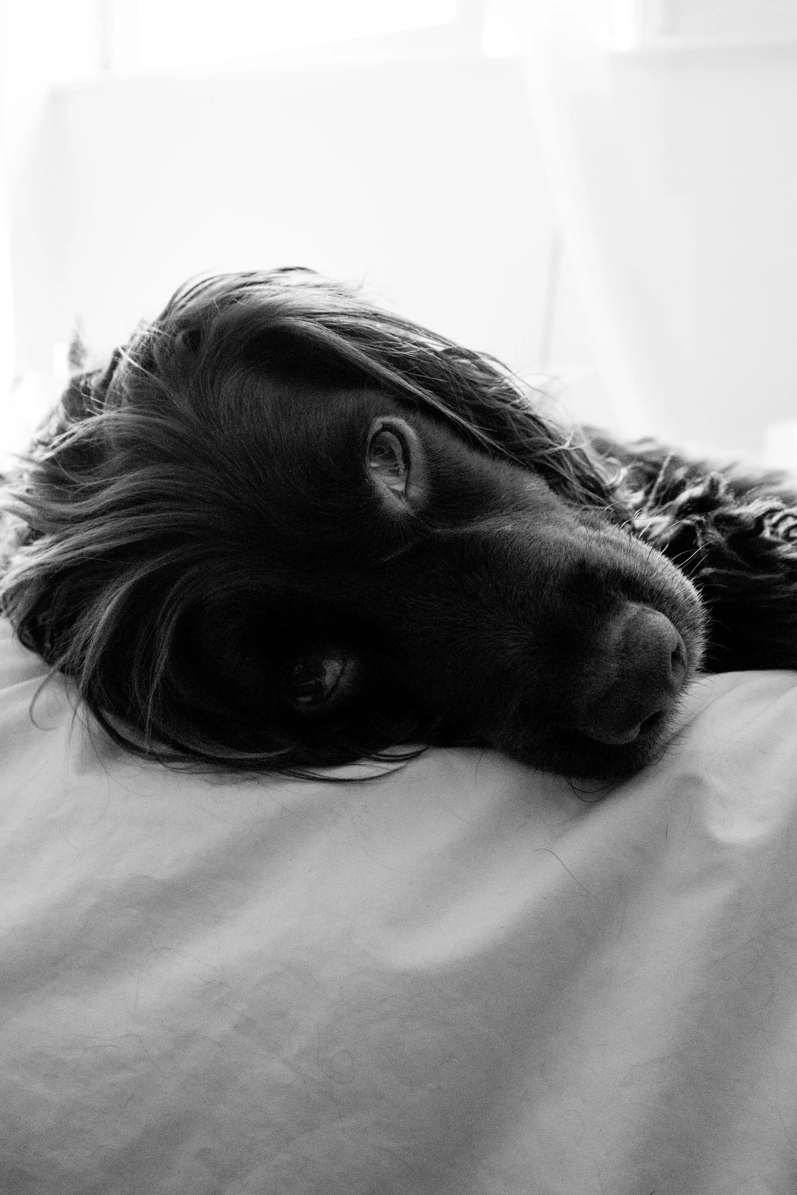 Cocker Spaniel Resting on Bed