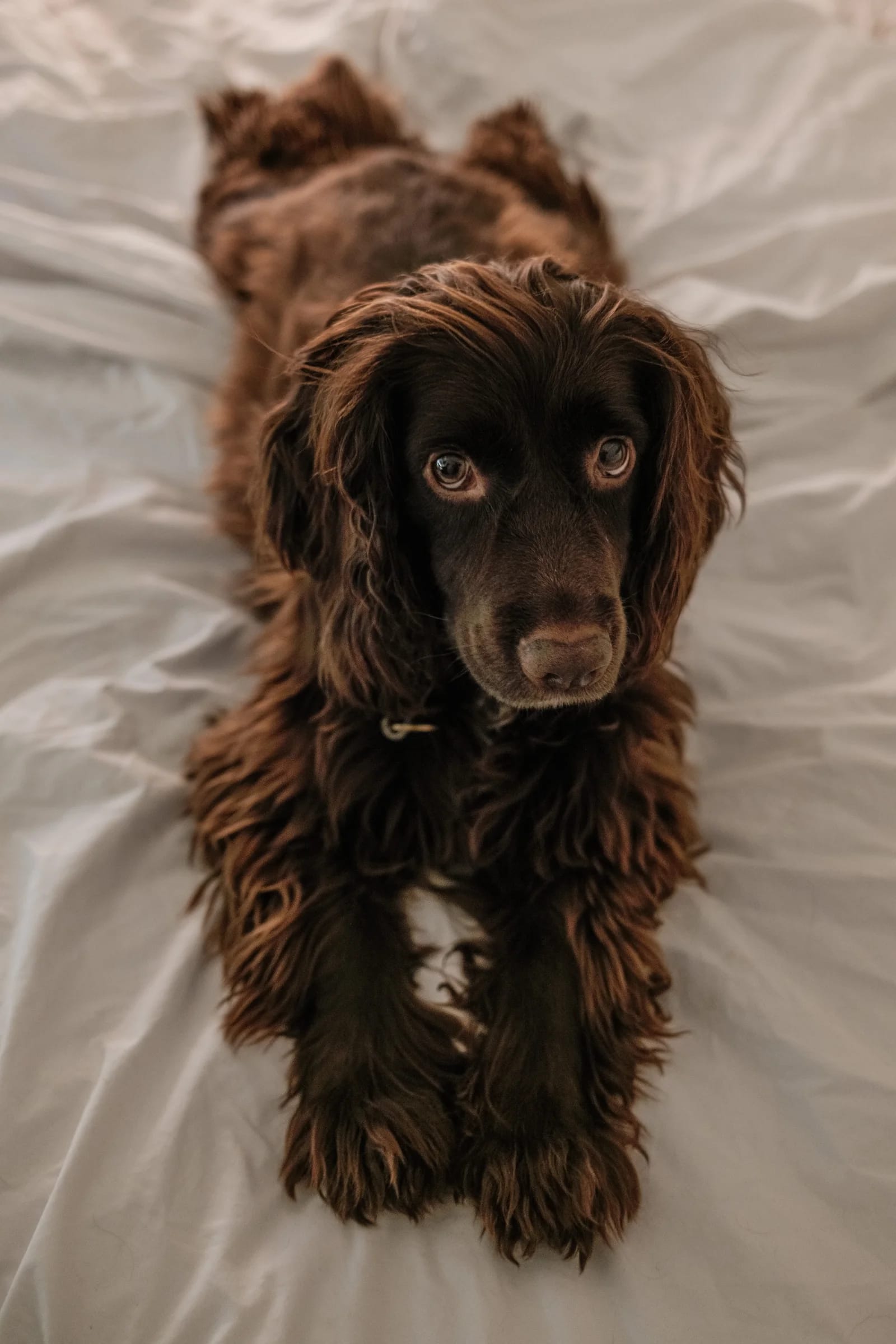 Sweet brown spaniel looking at camera