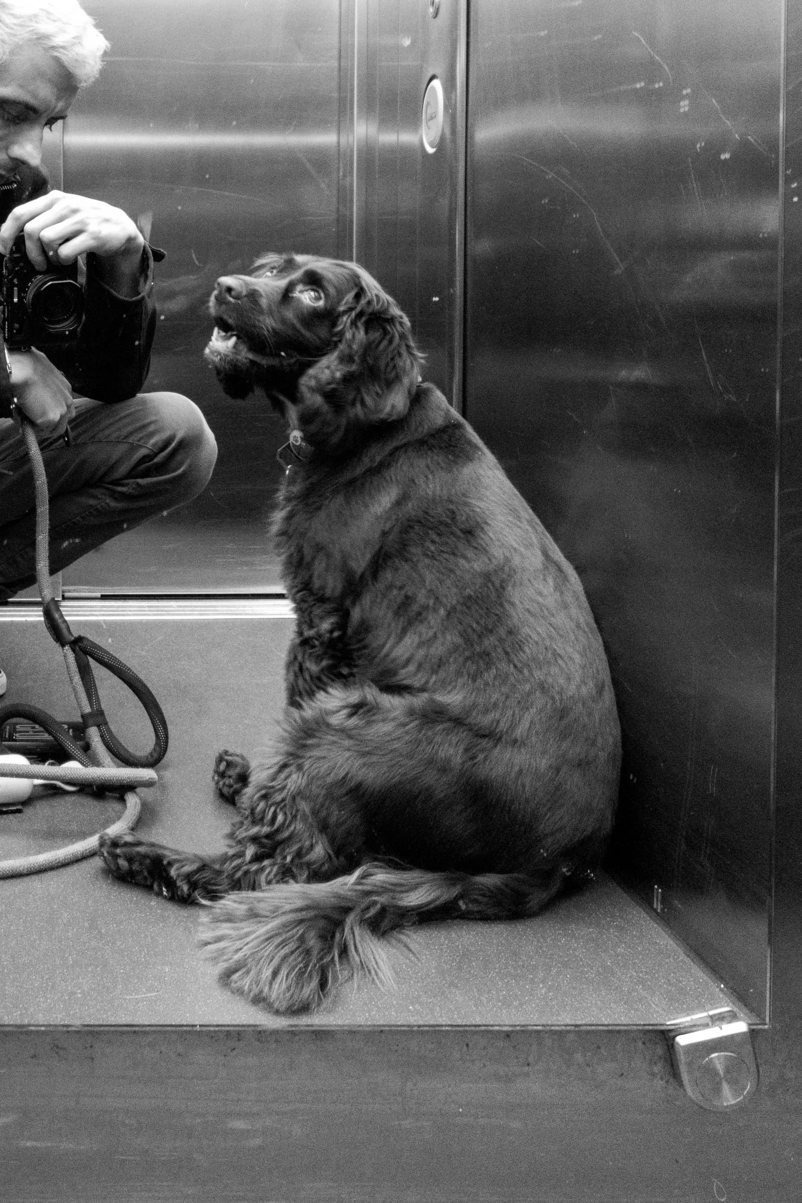 Curious dog in an elevator