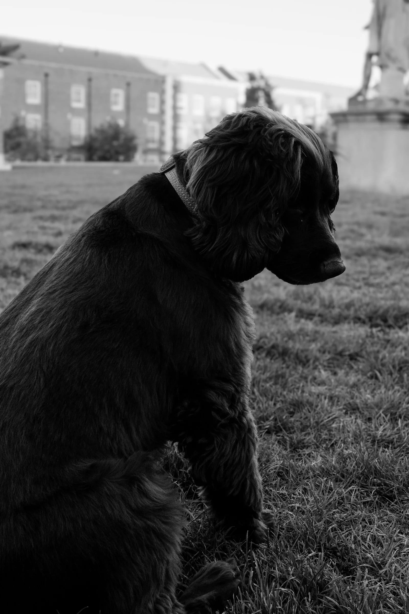 Thoughtful dog in a city park