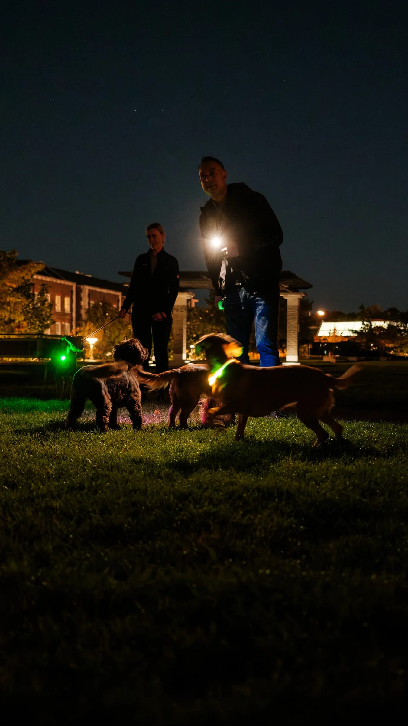 Night-time dog walk in the park