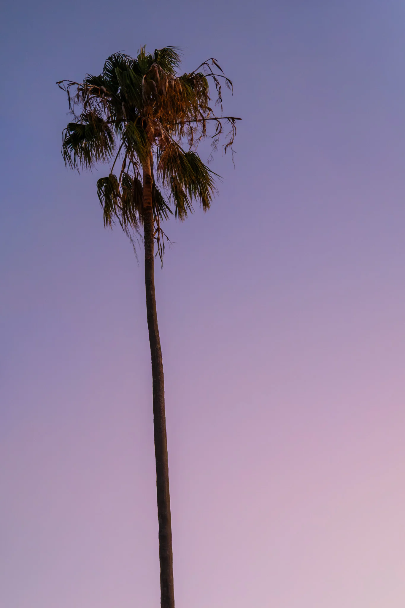Solitary Palm Against Purple Sky