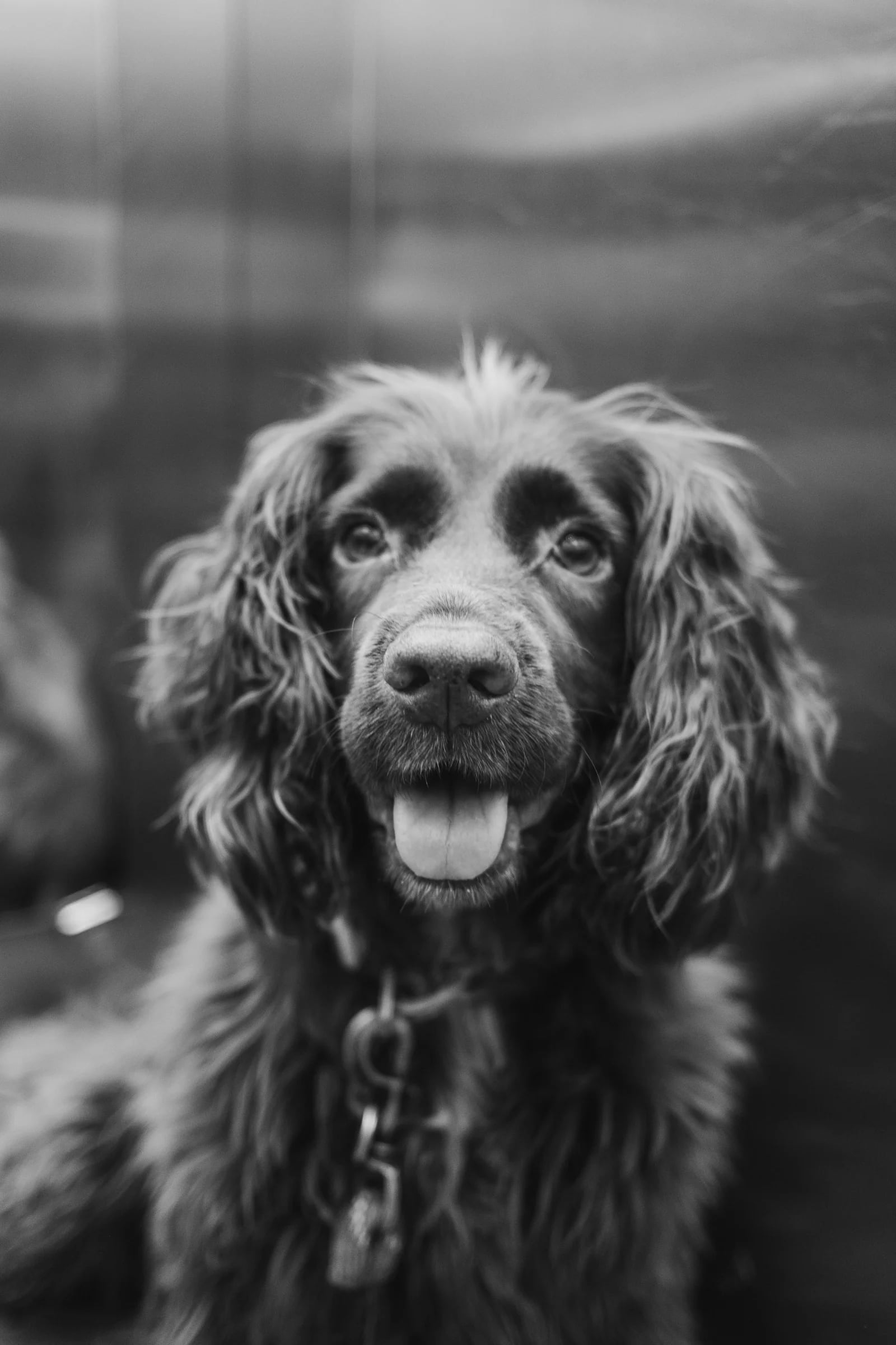 A happy curly-haired dog portrait