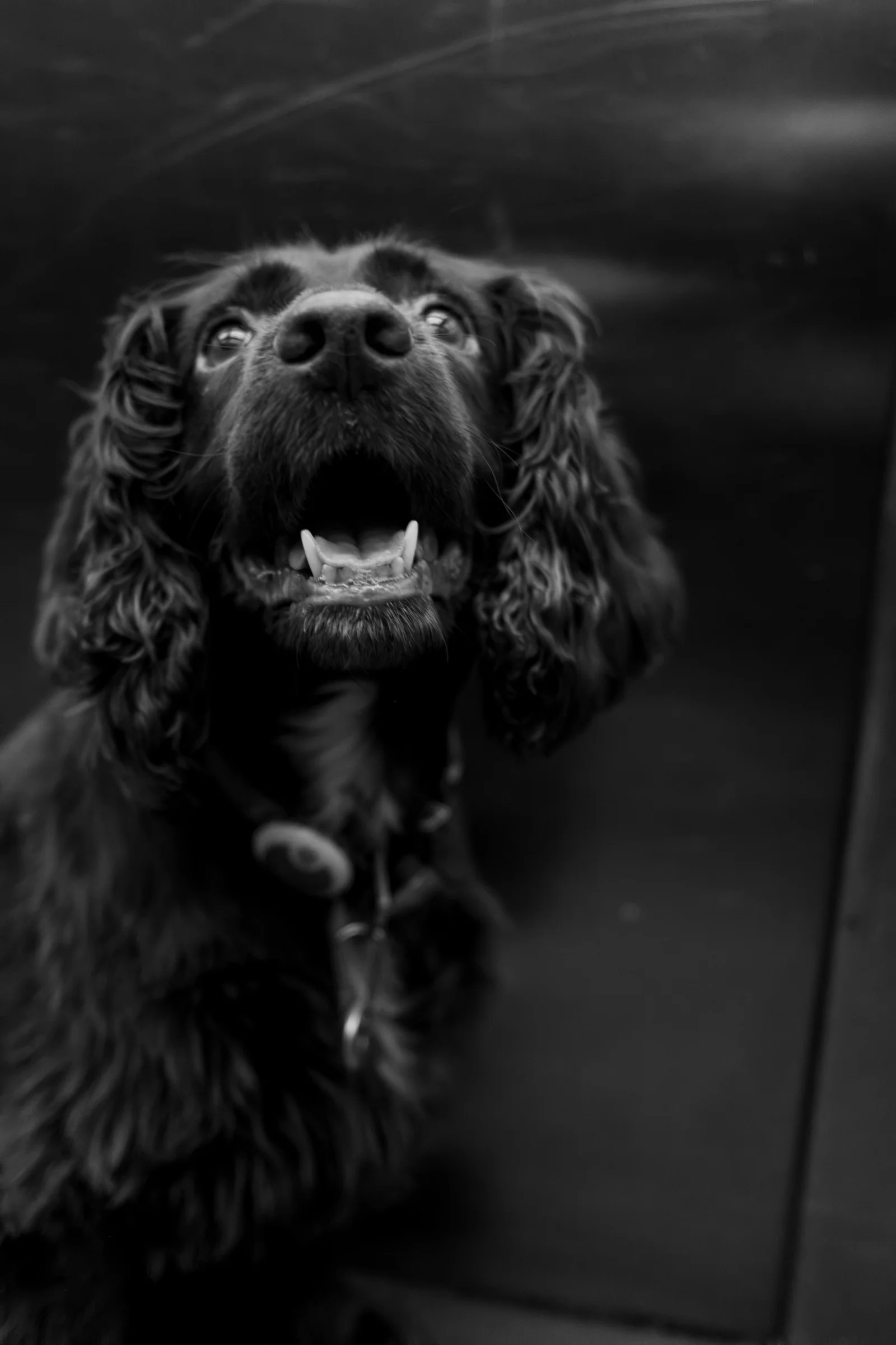 Black cocker spaniel looking upwards