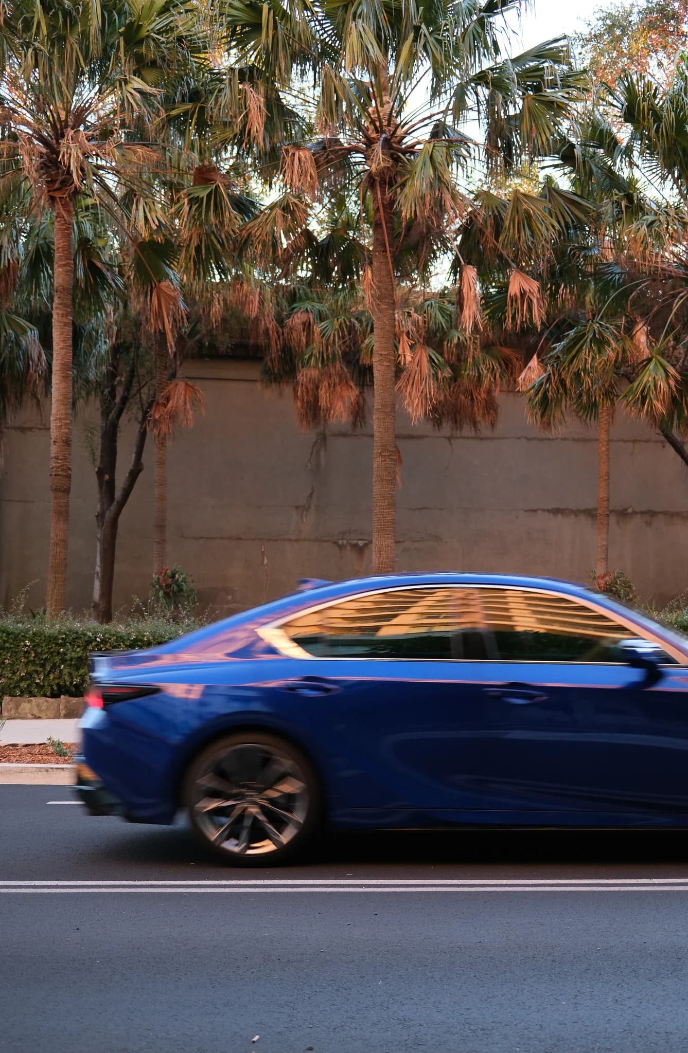 Blue Sedan Passing Palms