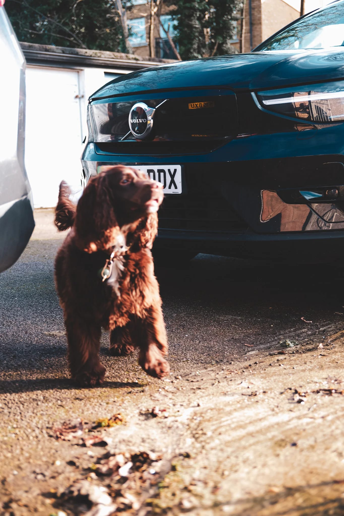 Brown Dog Near Volvo