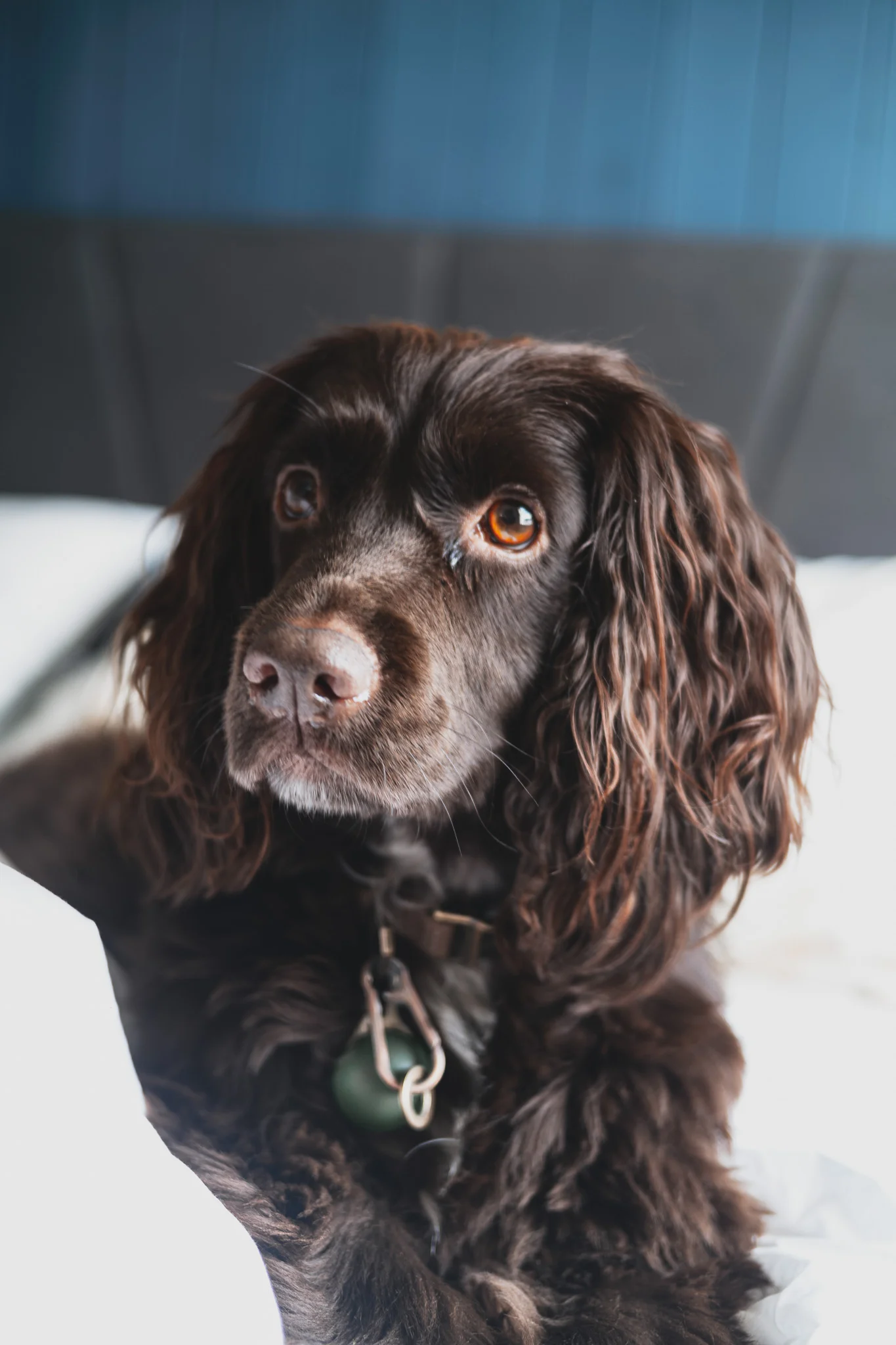 Brown Spaniel Dog Portrait