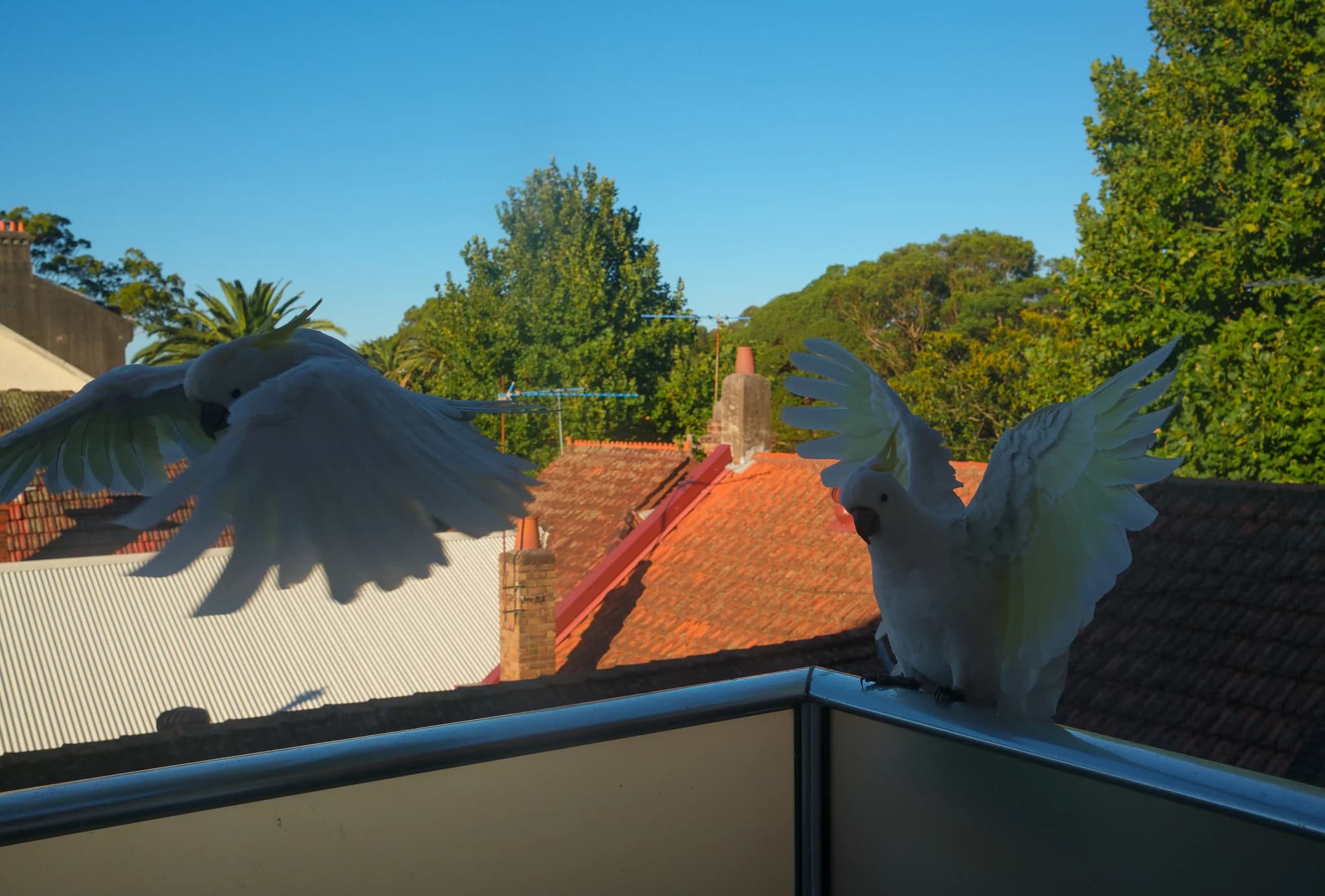 Cockatoos on a Balcony