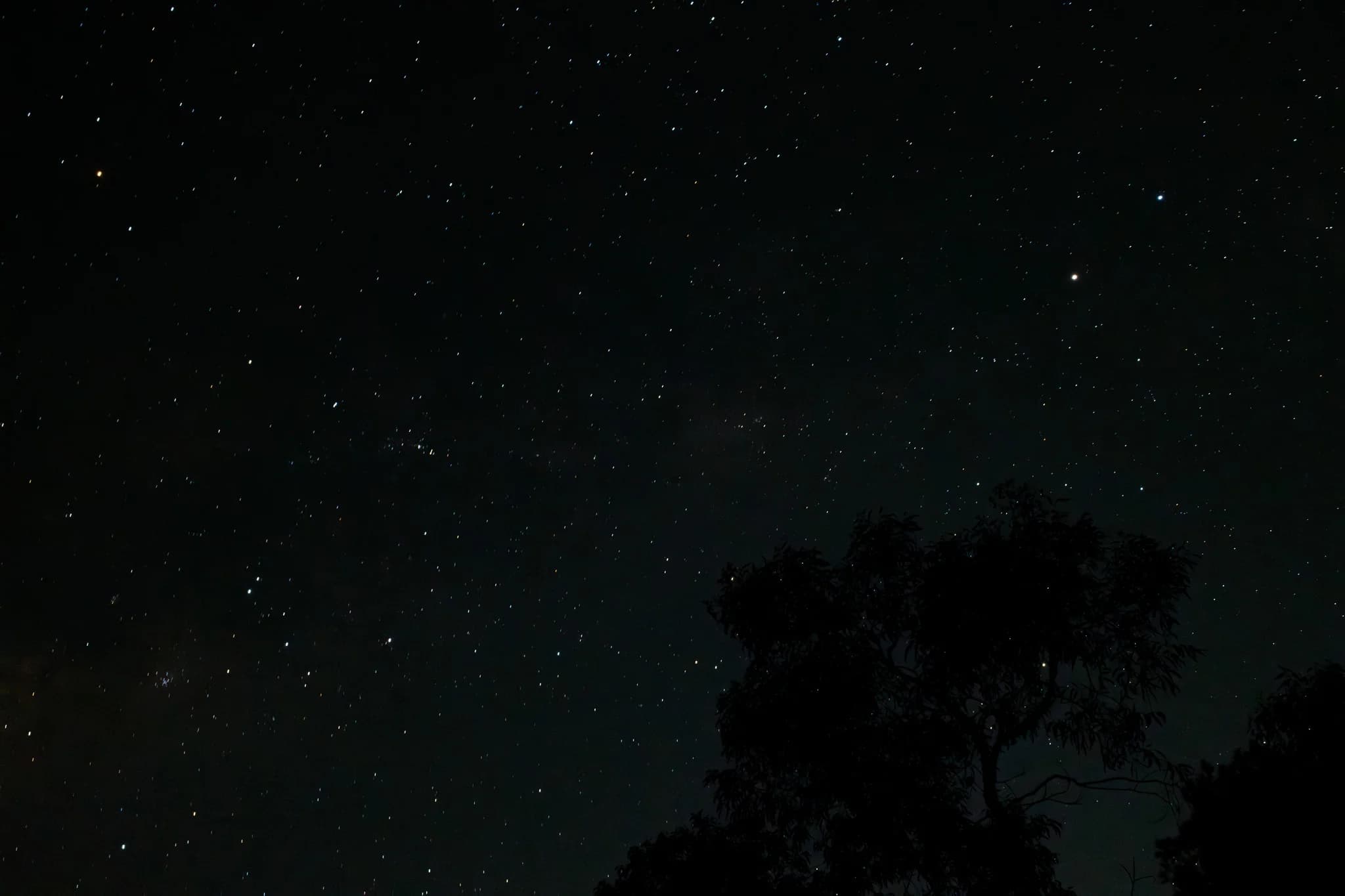 Trees Under a Starry Sky