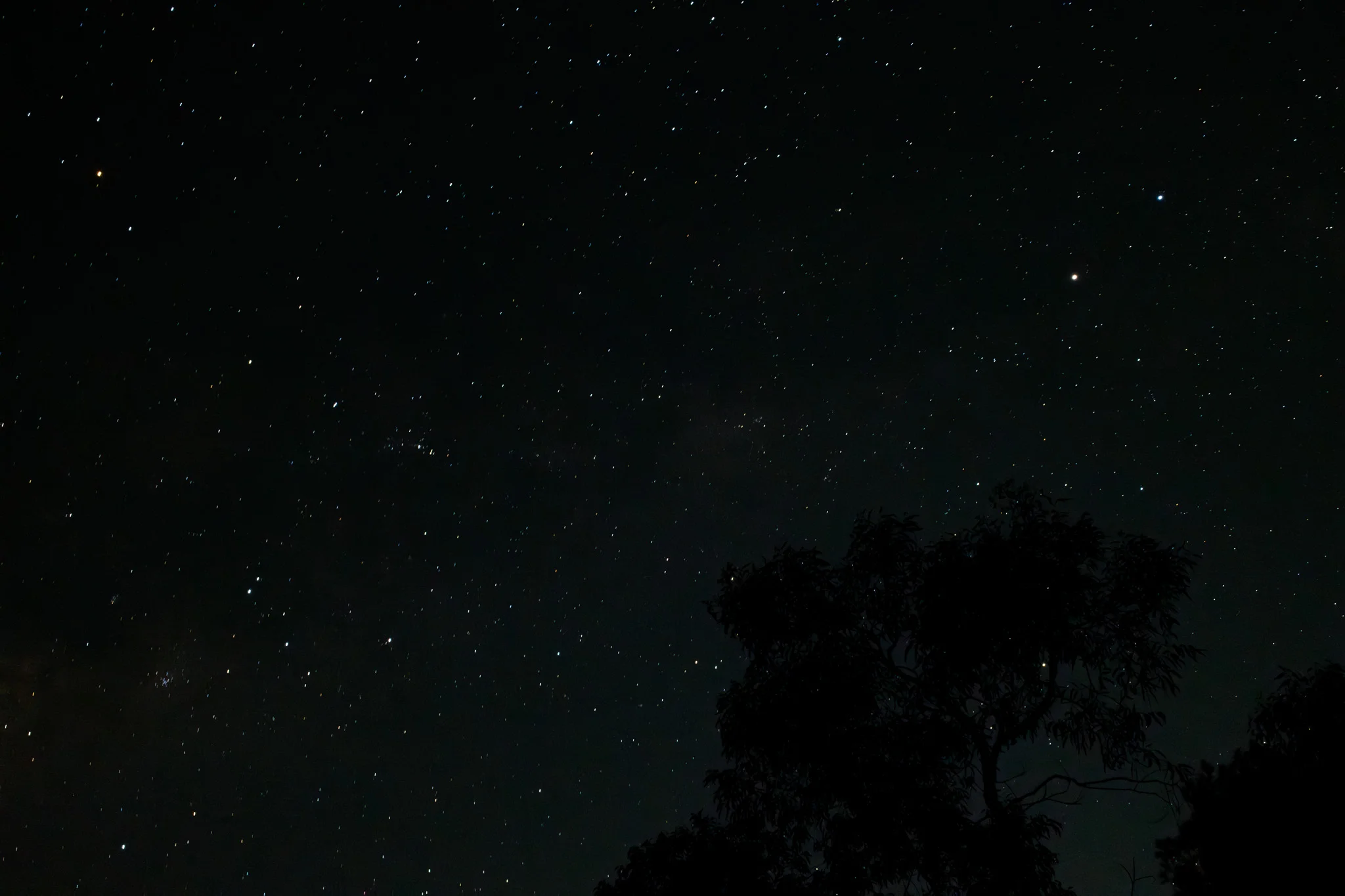 Trees Under a Starry Sky
