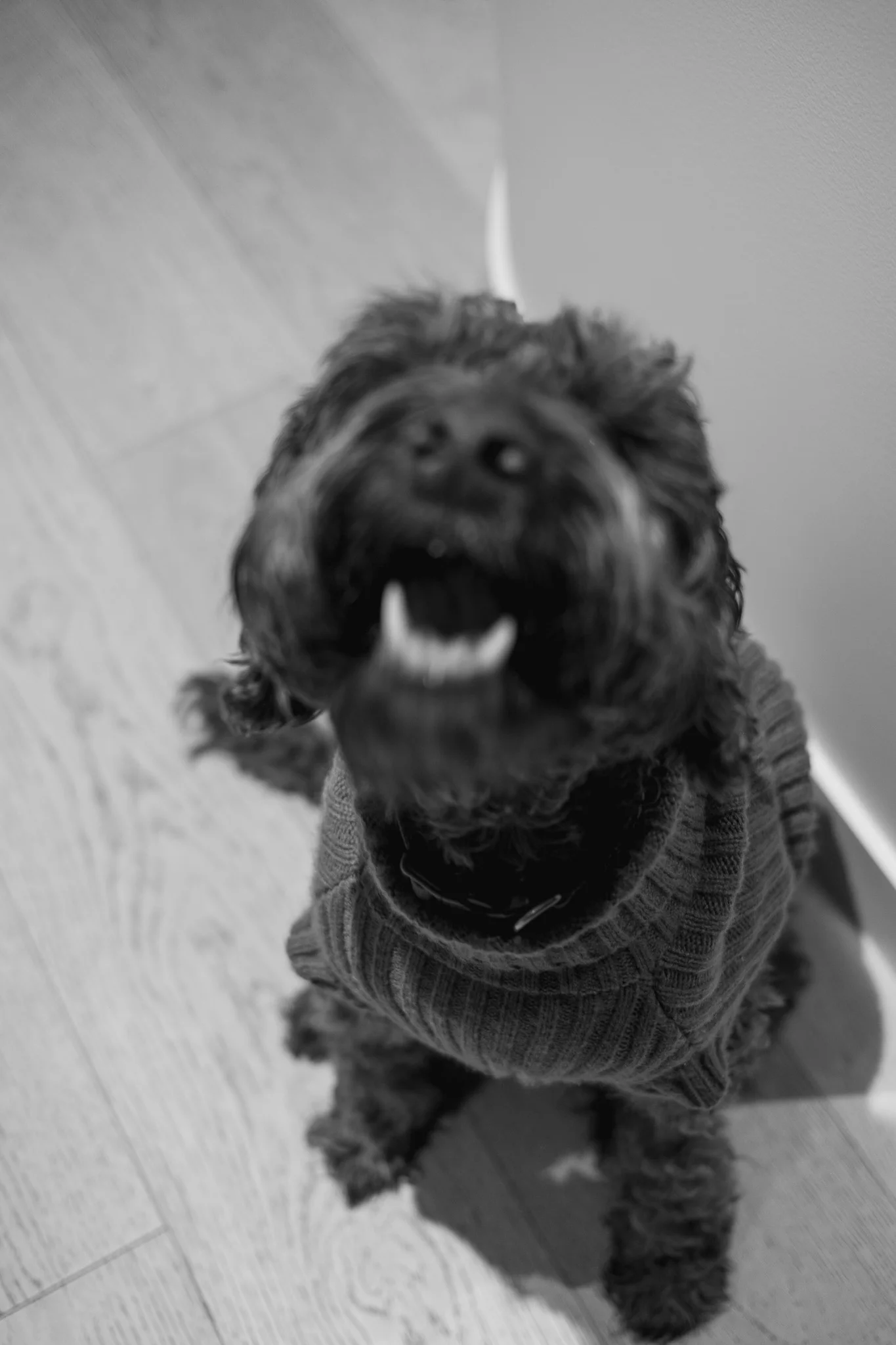 Excited Dog in Sweater
