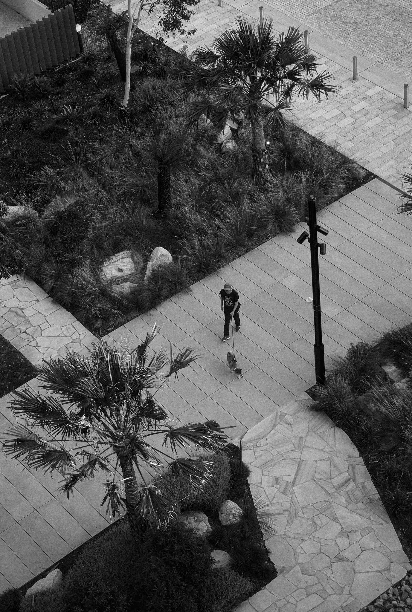 High Angle Dog Walk