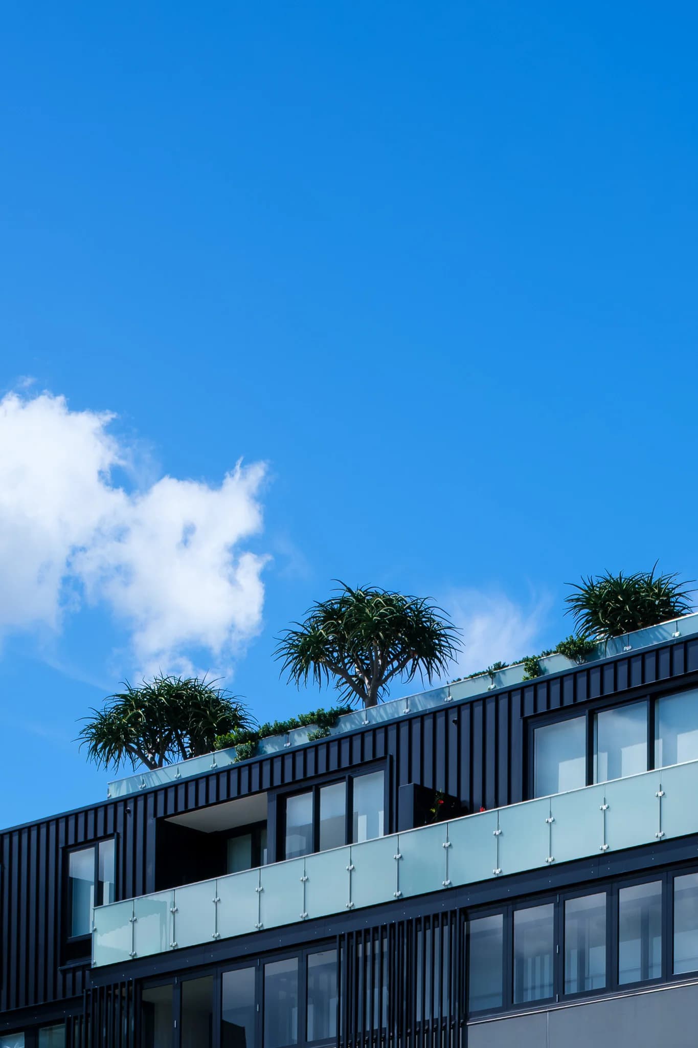 Modern Building Rooftop Trees