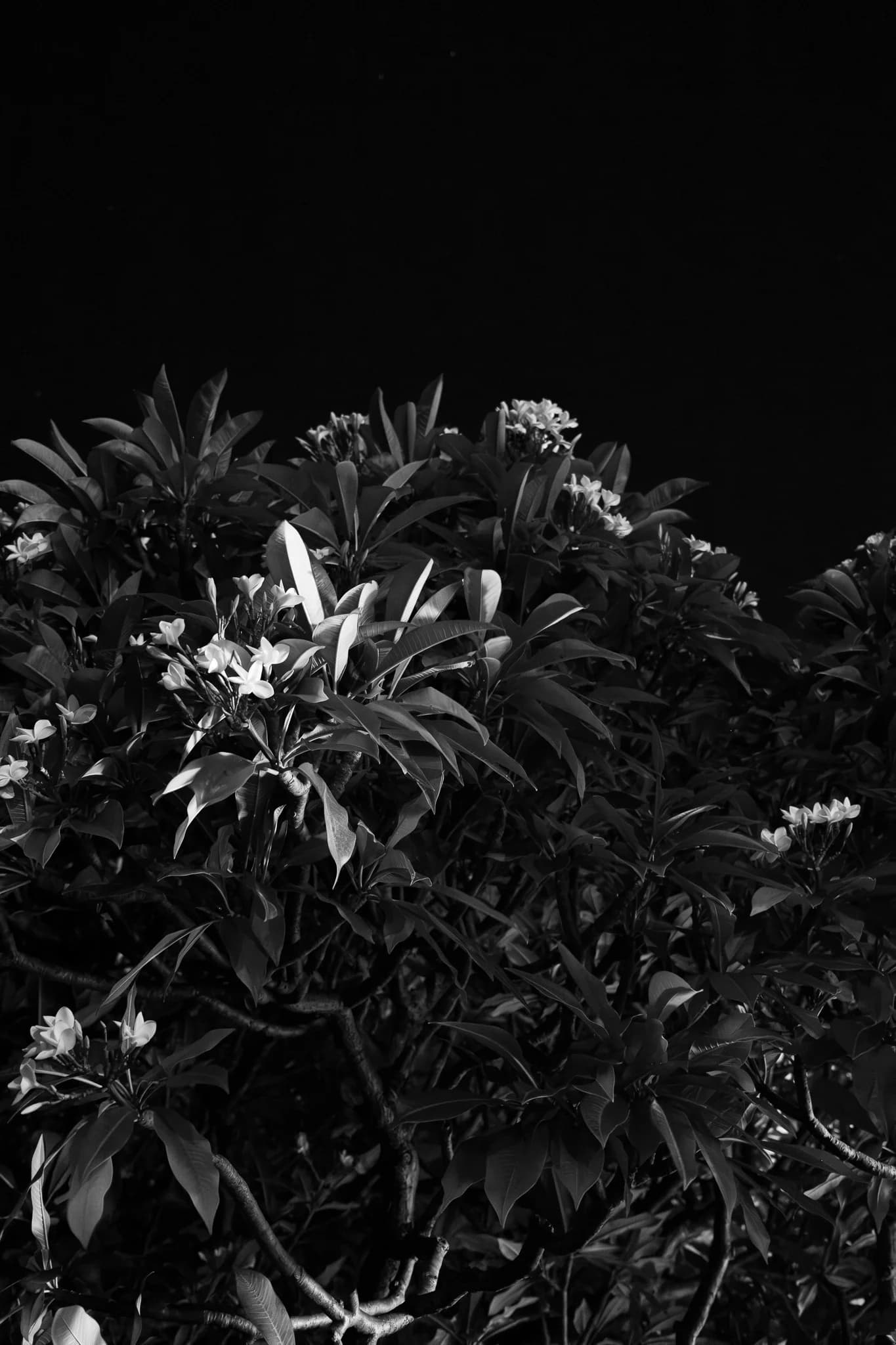 Monochrome Frangipani Tree