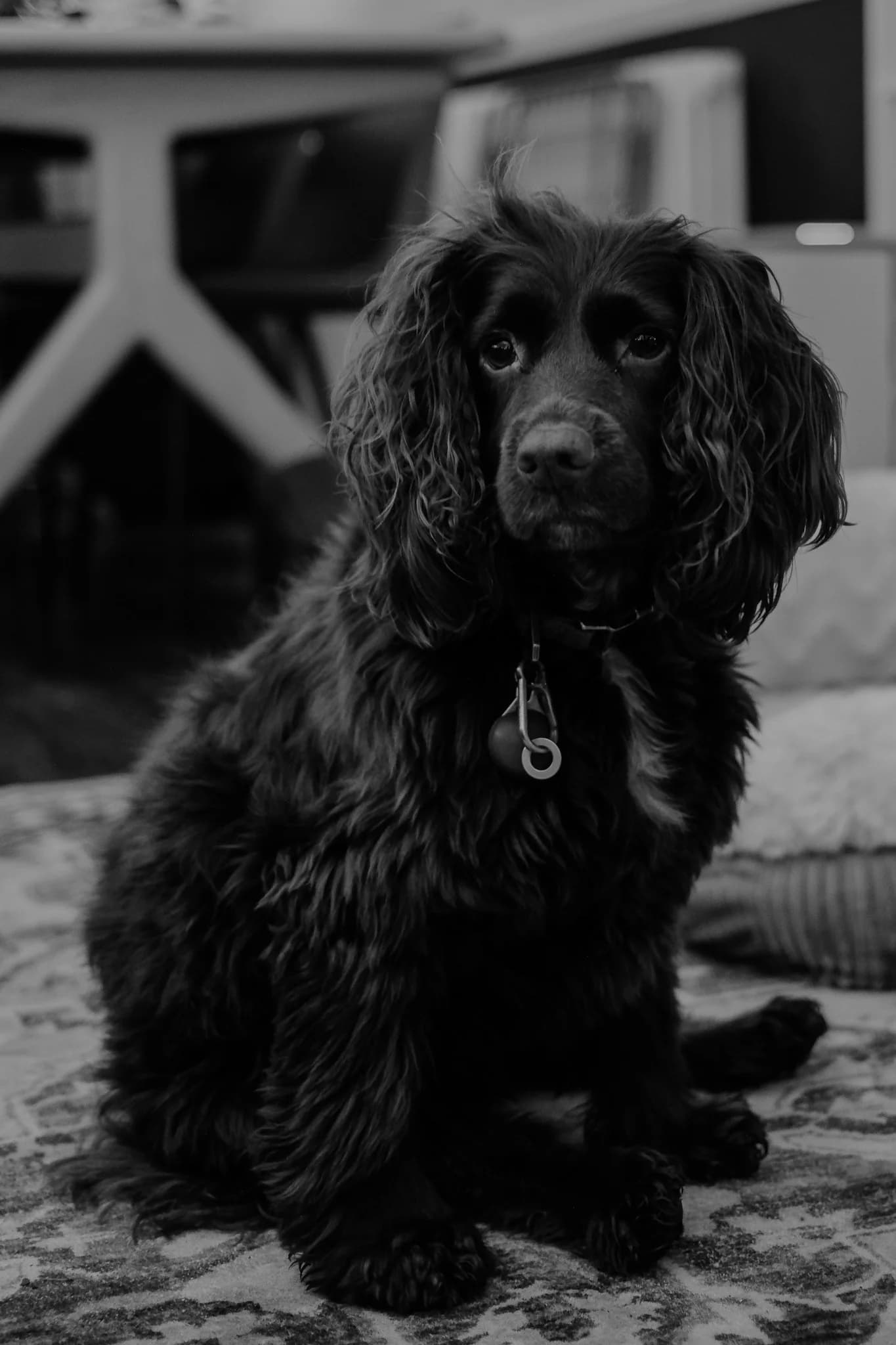 Monochrome Spaniel Dog Portrait