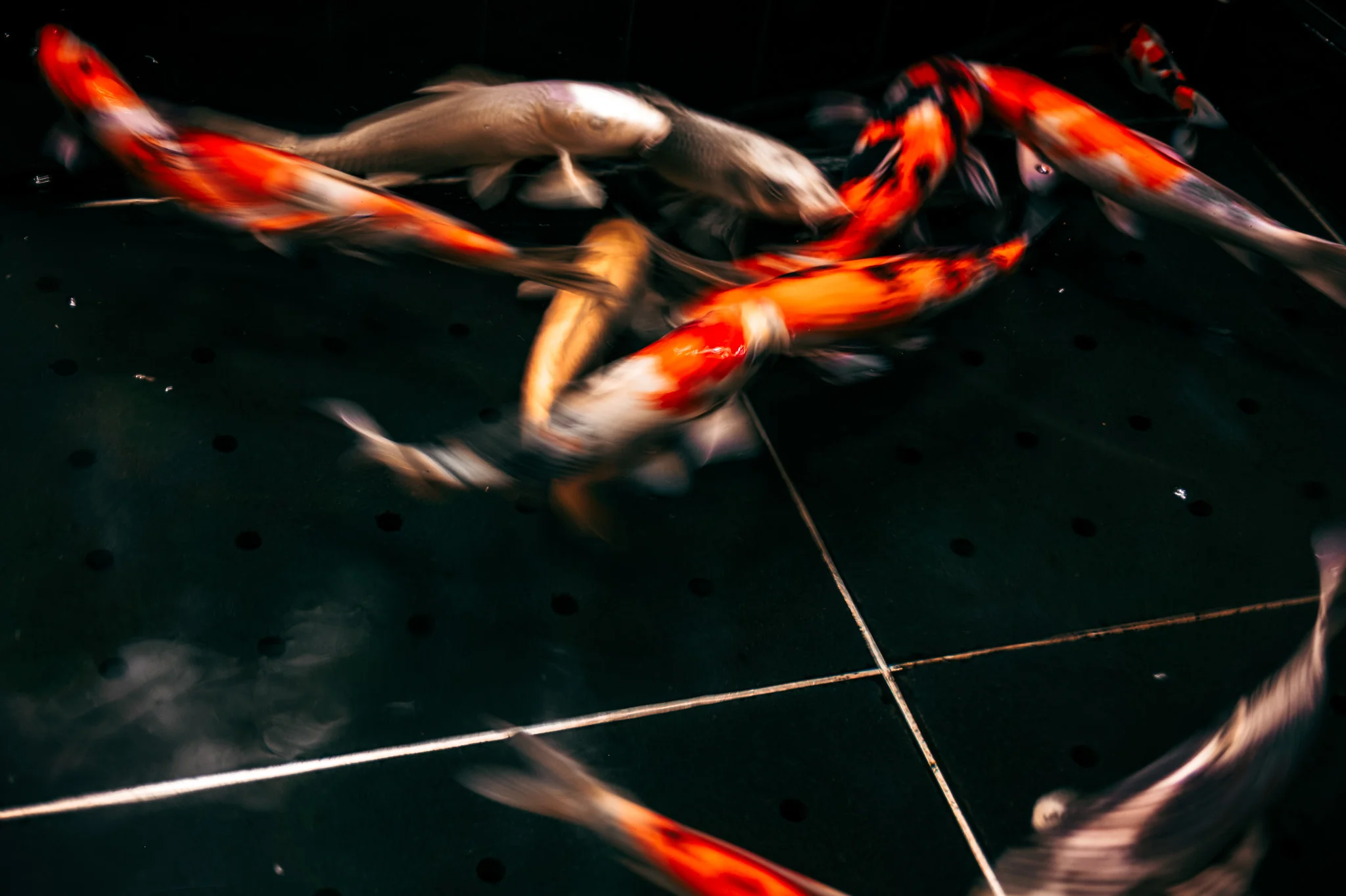 Motion Blurred Koi Fish