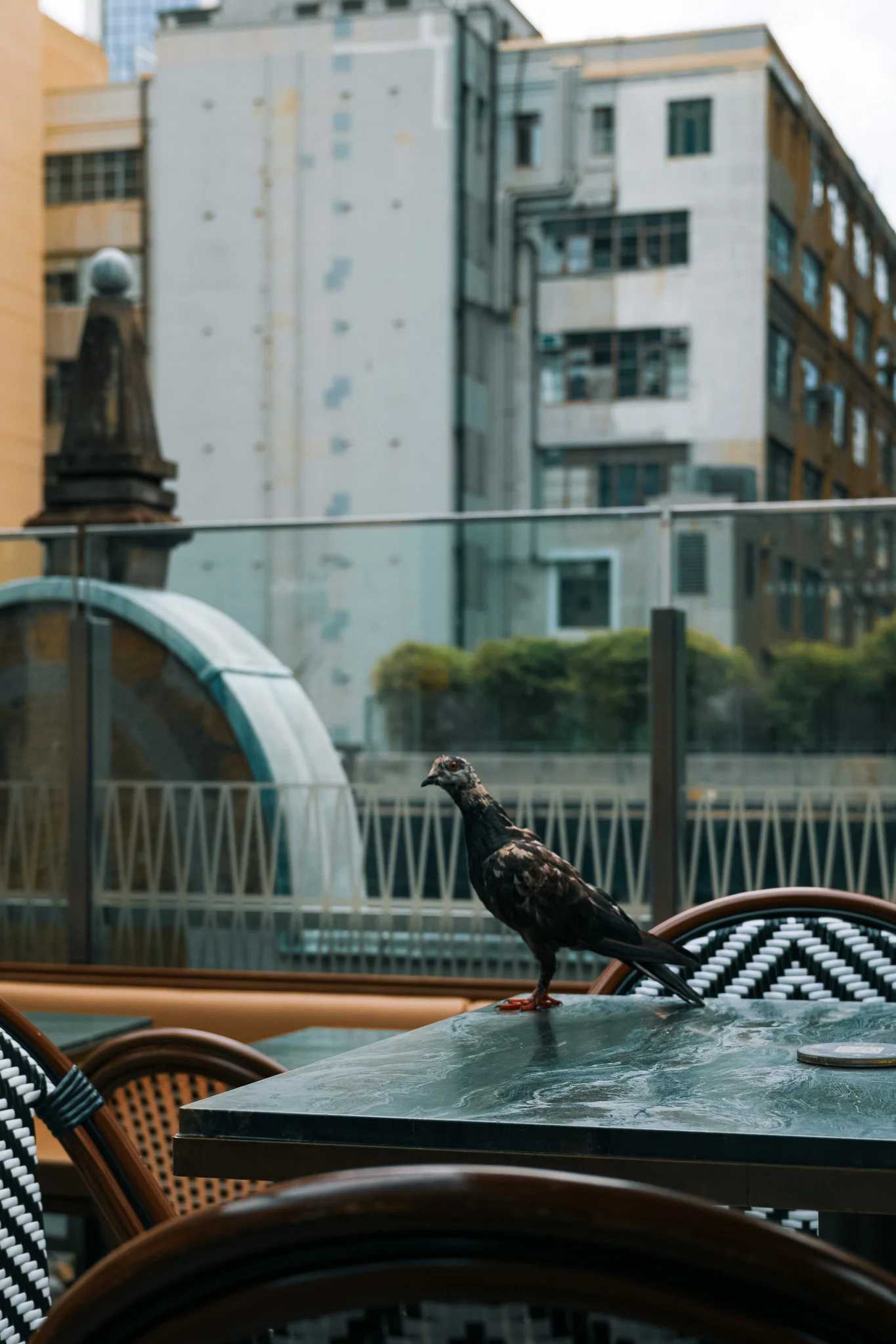 Pigeon on Cafe Table