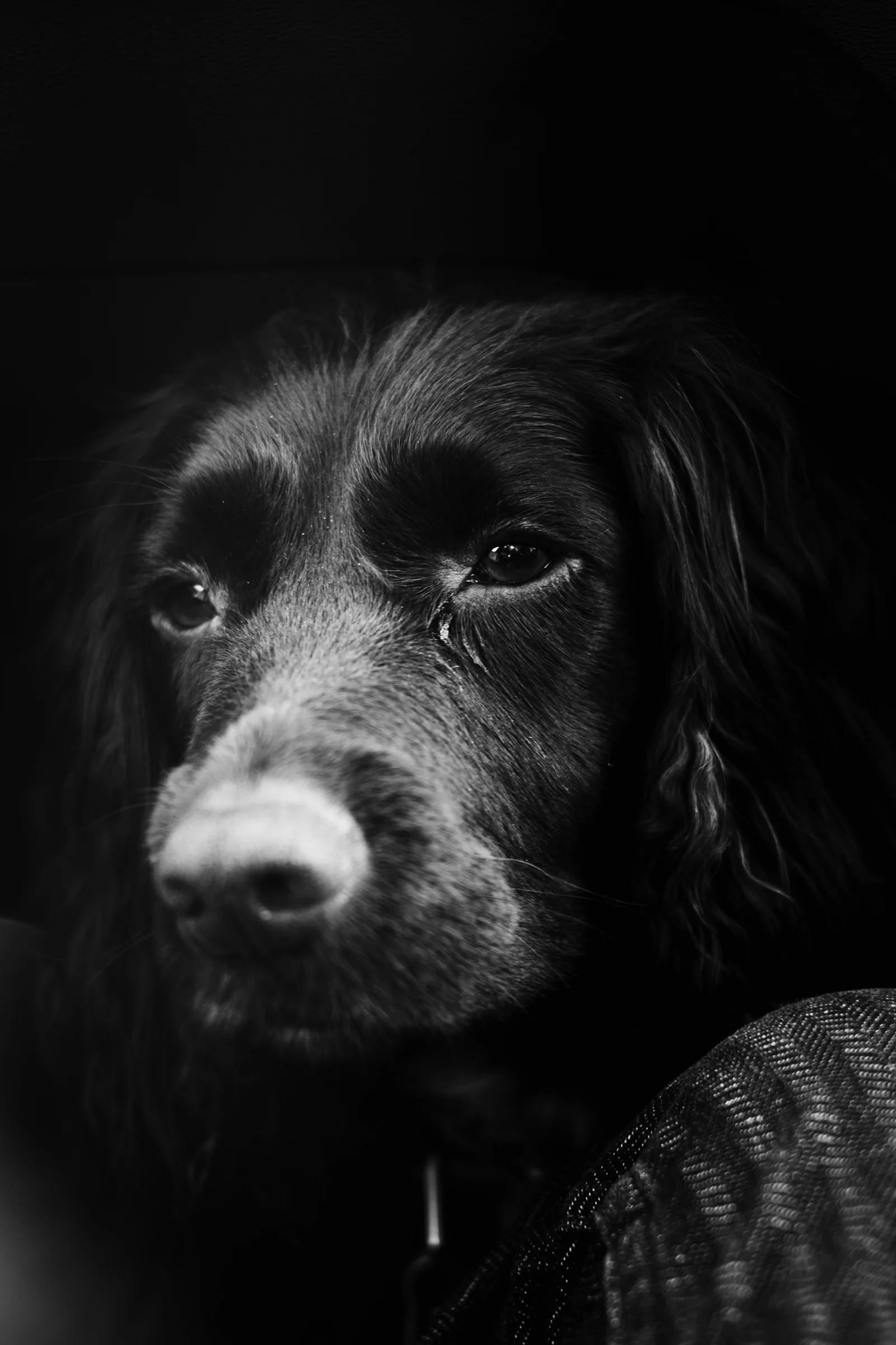 Soulful Spaniel Portrait
