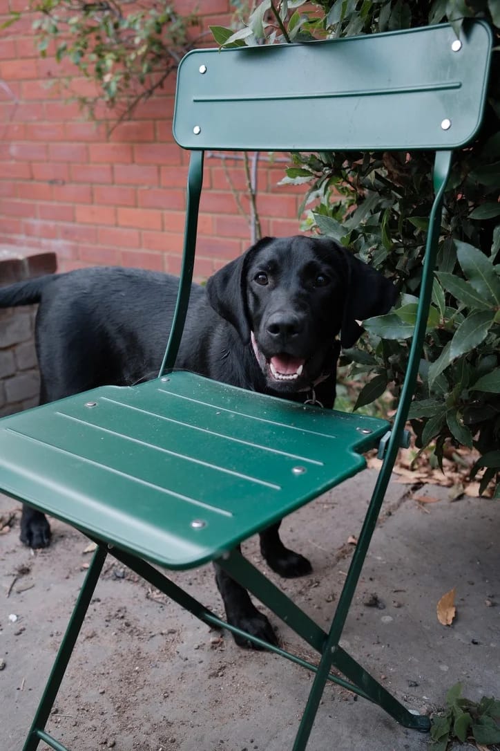 Playful Black Dog Behind Chair