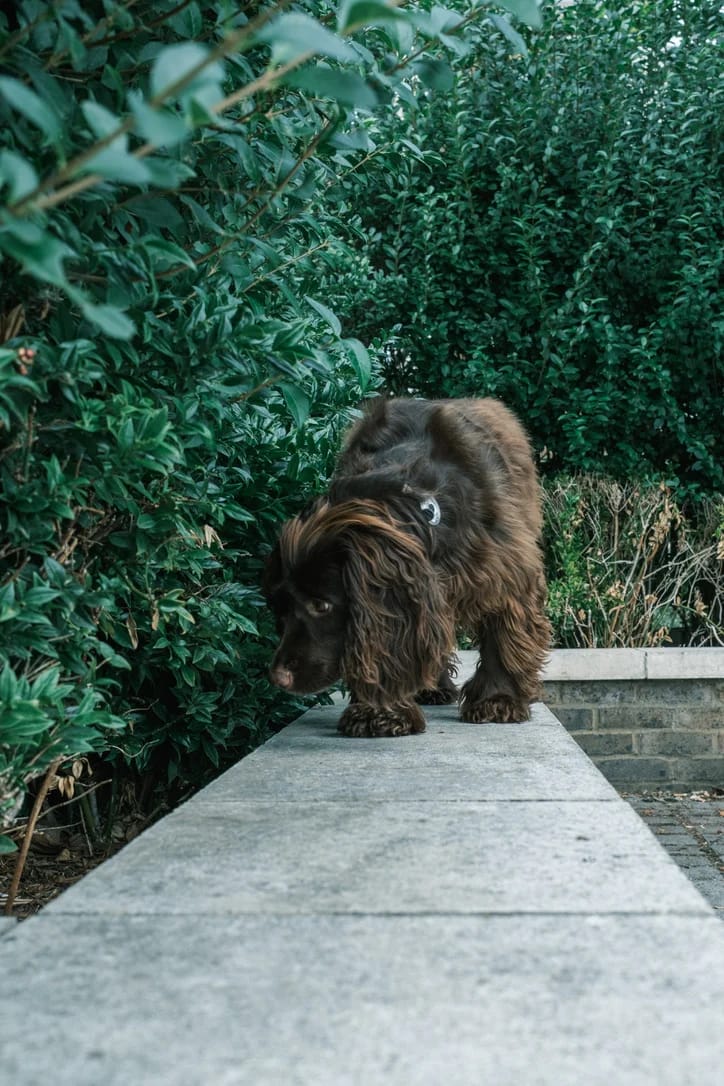Brown Spaniel Sniffing a Wall