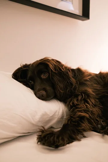 Relaxed Dog on a White Pillow