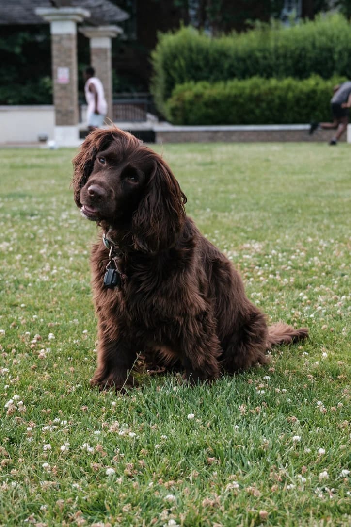 Curious brown dog in park