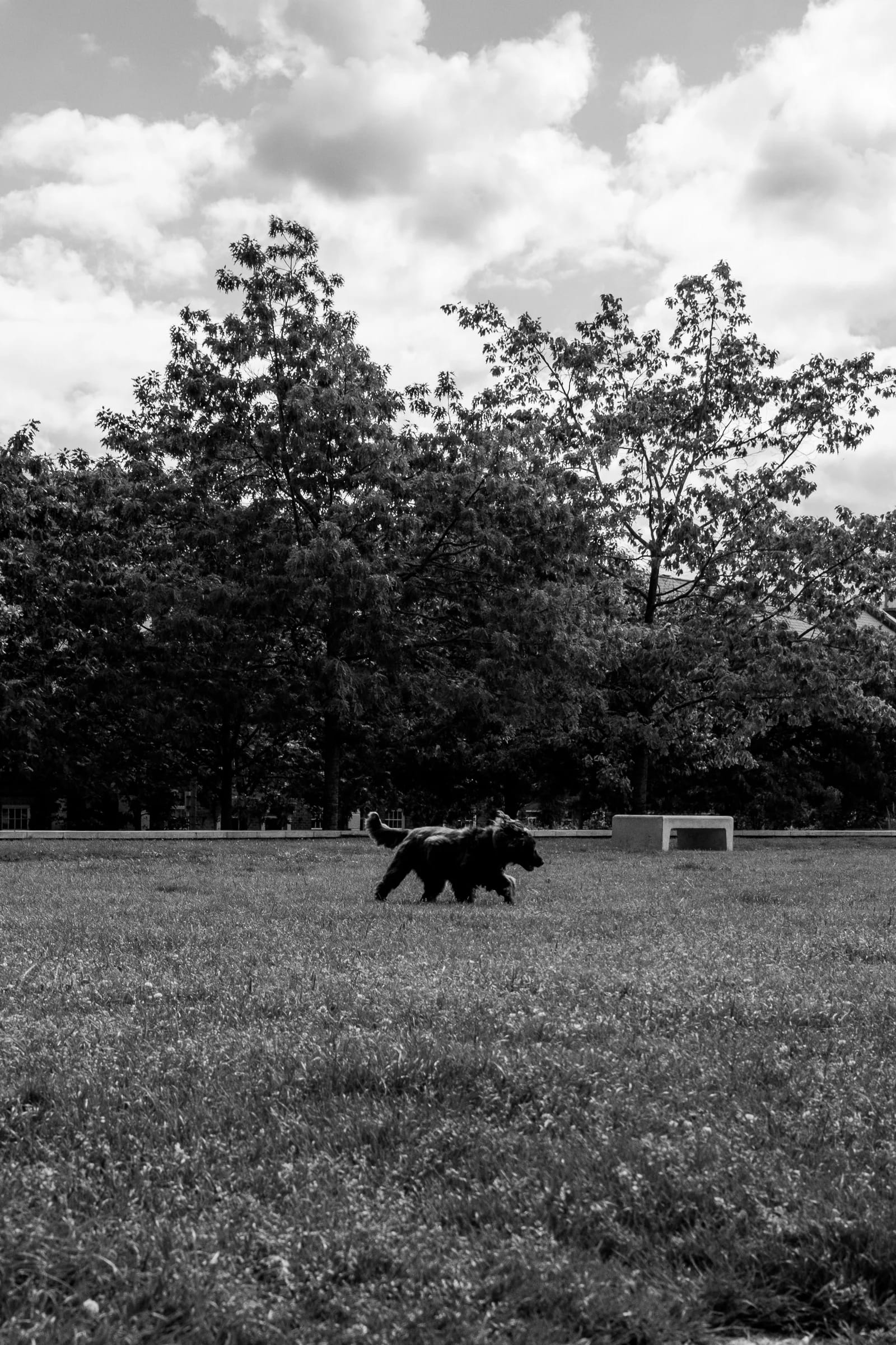 Shaggy Dog Runs Across Park