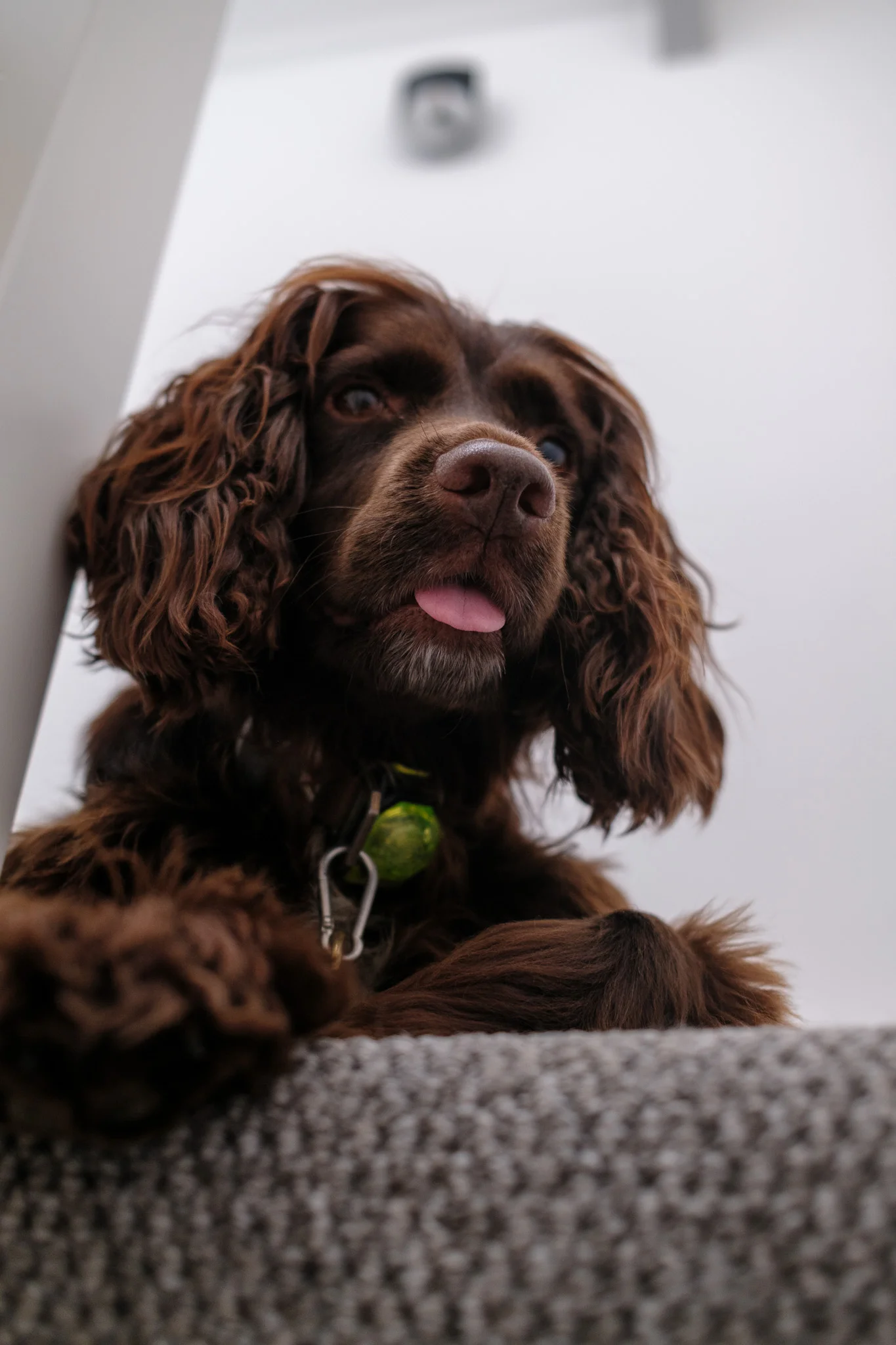Curious Brown Dog Peeking Over Edge