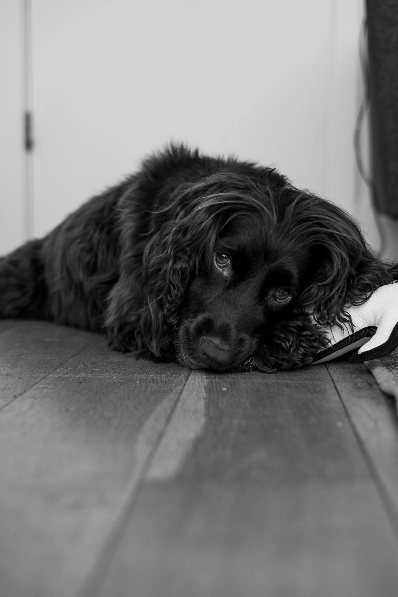 Resting Dog With Soft Gaze