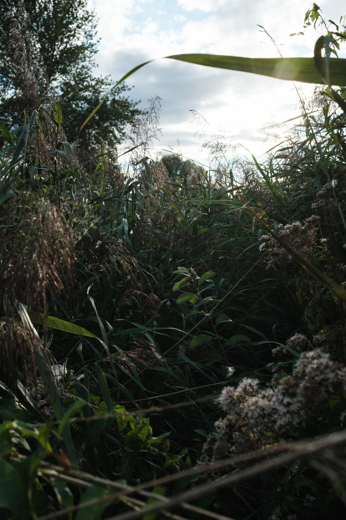 Sunlight Filters Through Wild Grasses