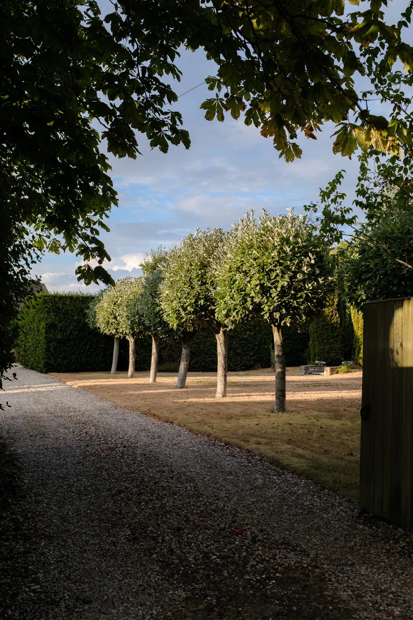 Sunlight on formal garden trees