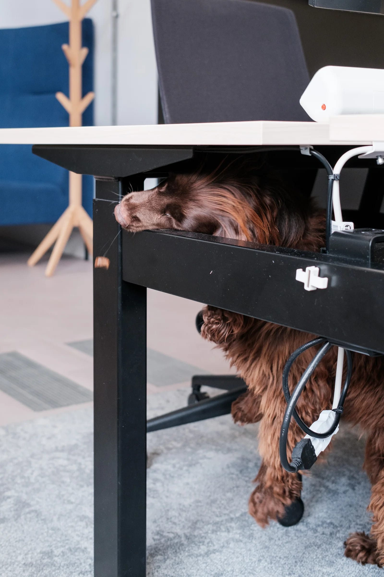 Brown Dog Resting Under Desk