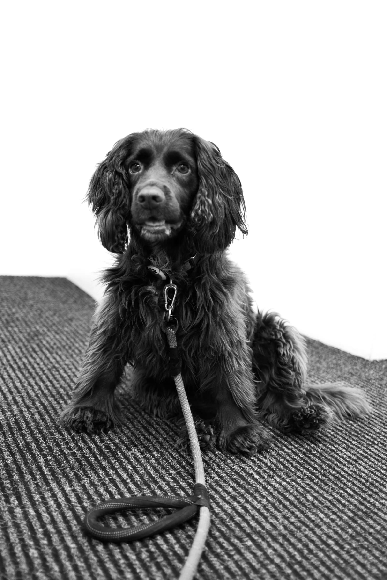 Black and White Spaniel Dog Portrait