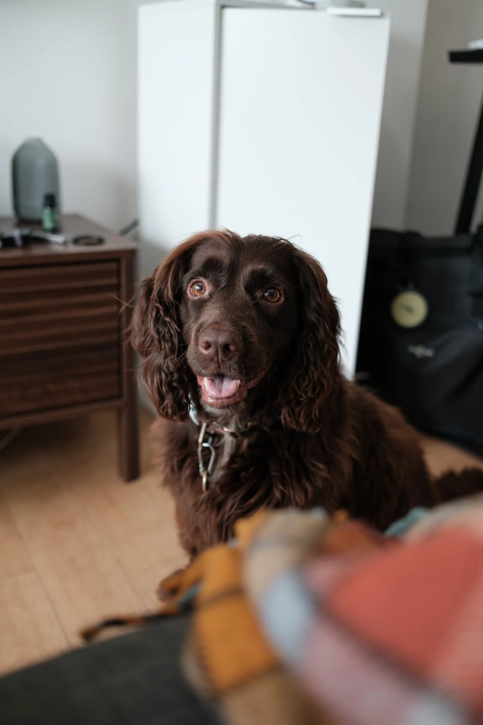 Brown spaniel looking at camera