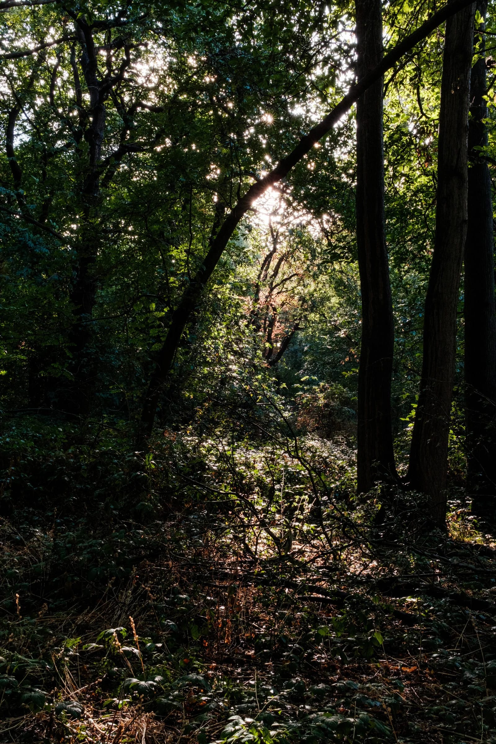 Sunlight Through Forest Canopy