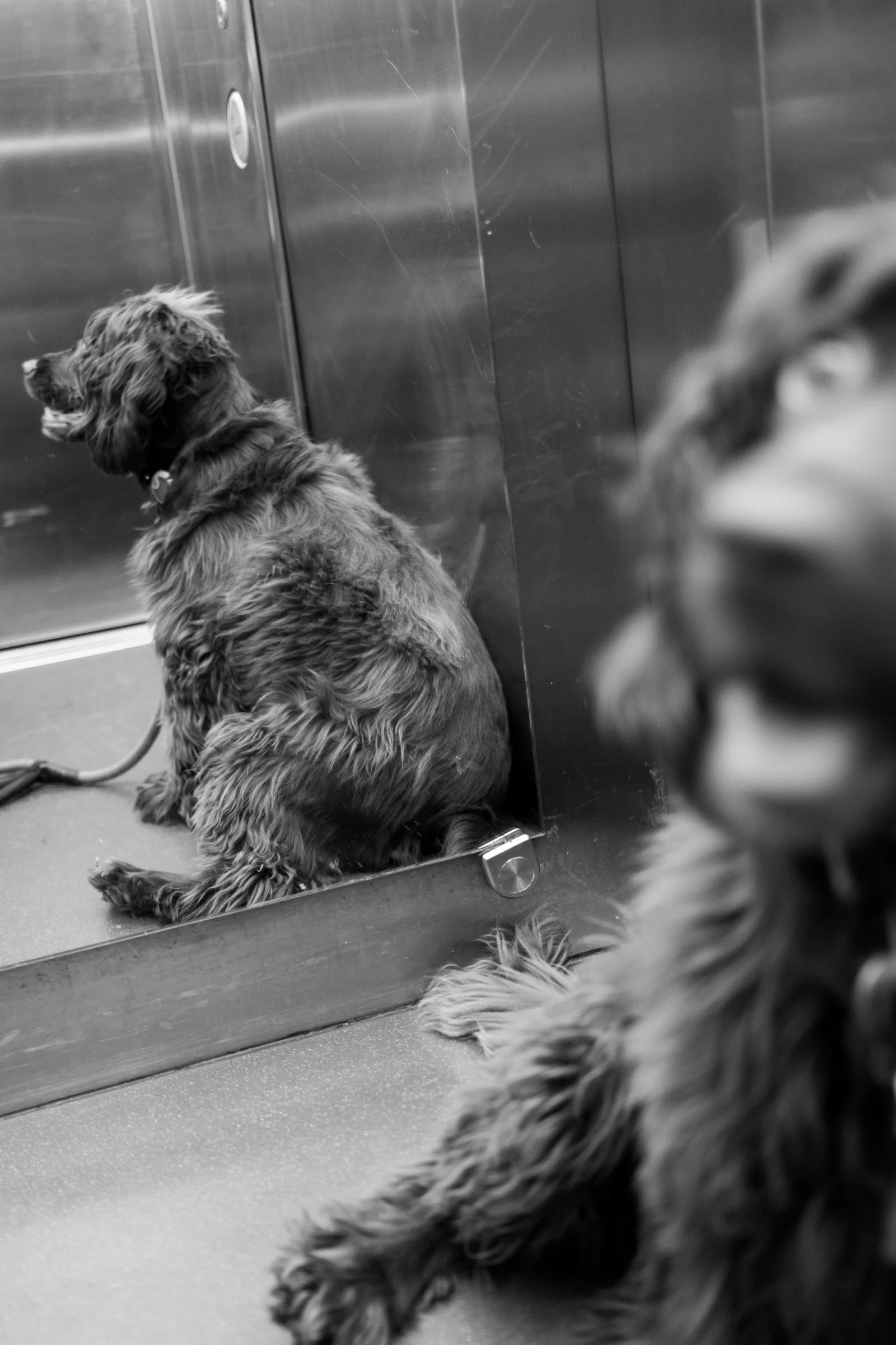 Dogs in an Elevator