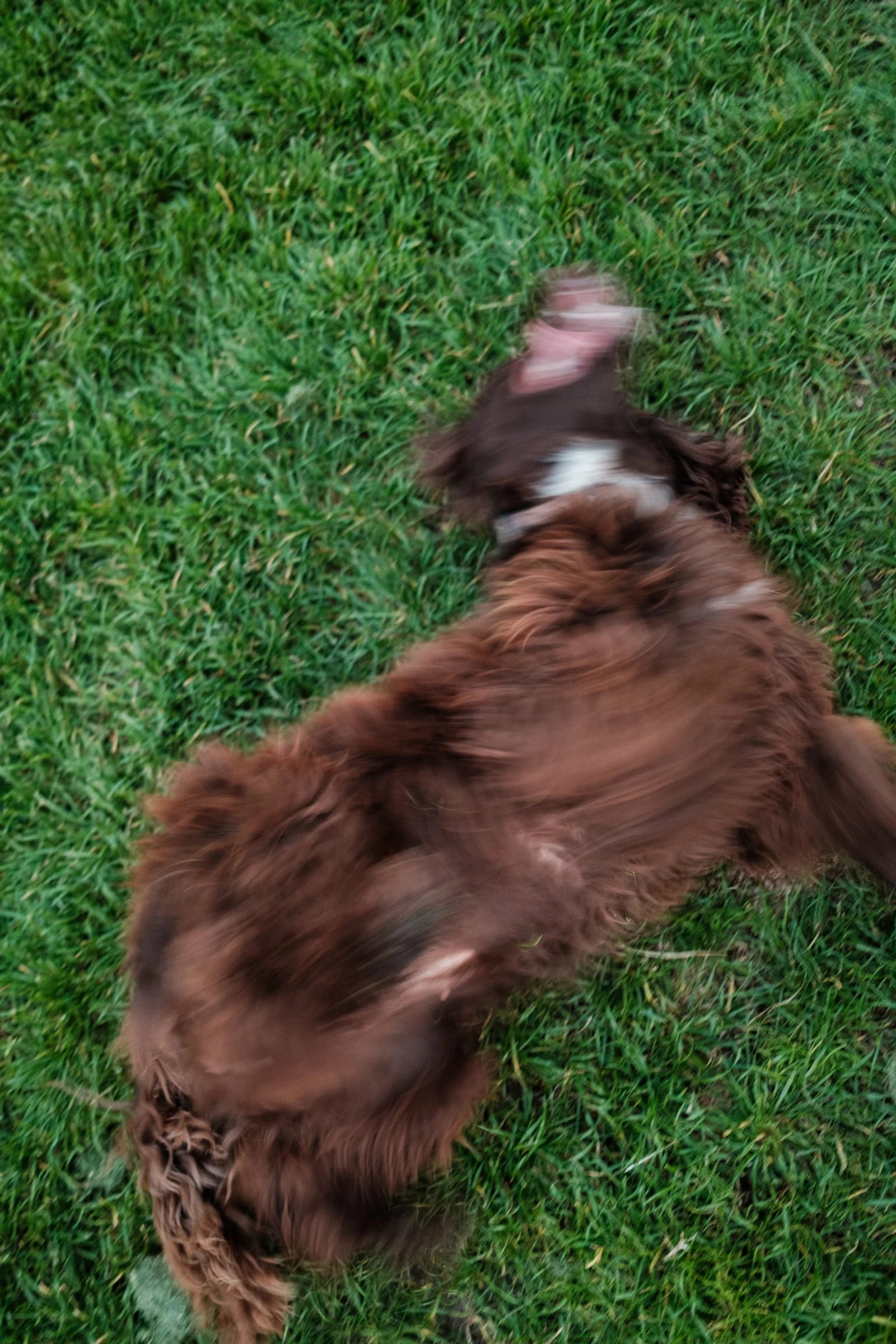 Brown Dog Rolling on Green Grass