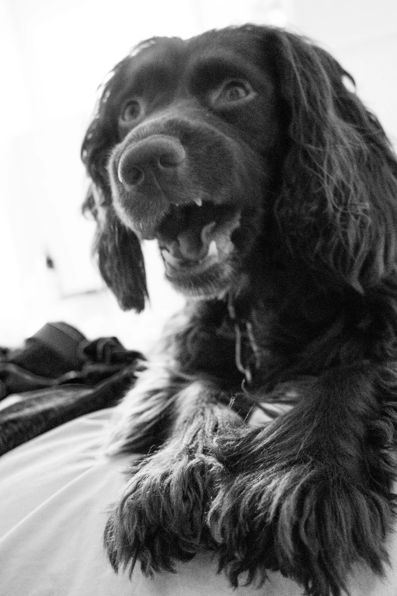 Expressive black spaniel looking up