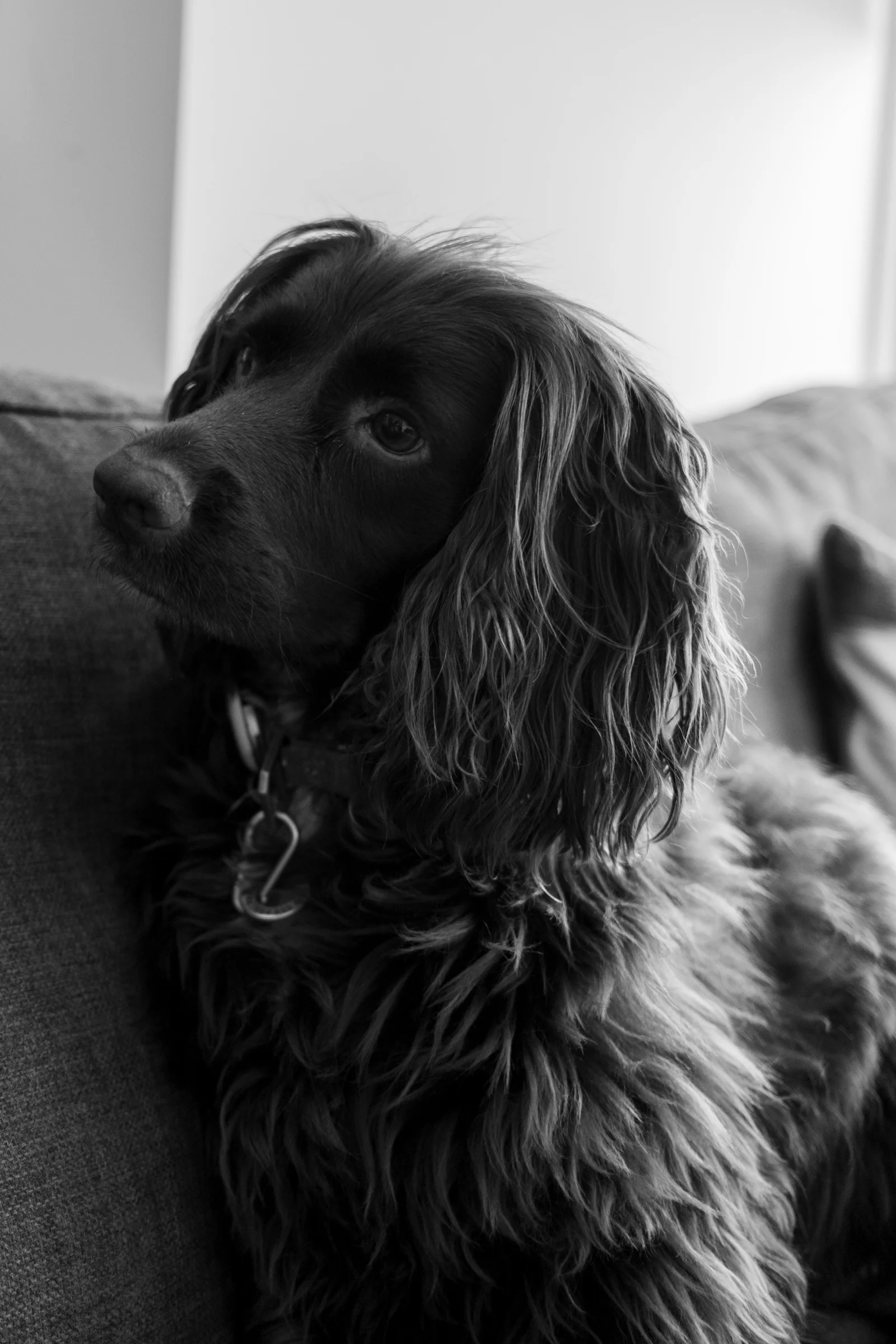 Alert Spaniel on the Sofa