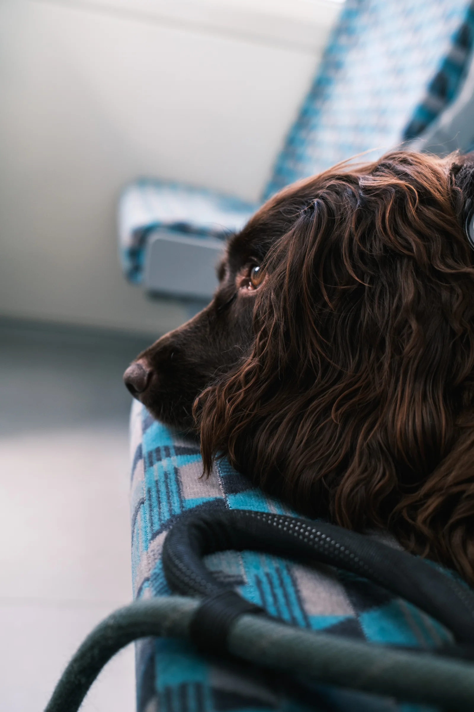 Brown dog rests on patterned seat