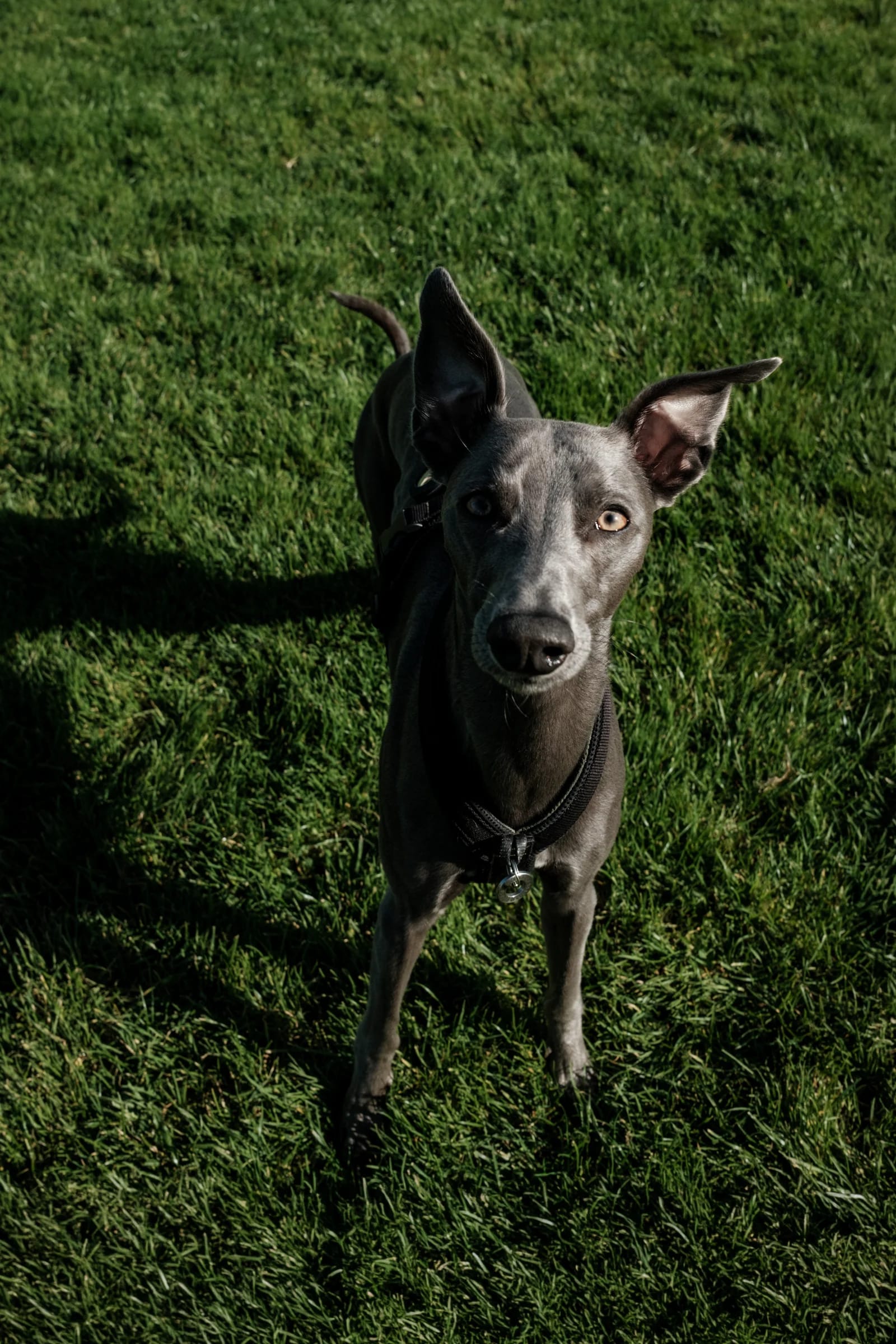 Alert Grey Dog on Green Grass