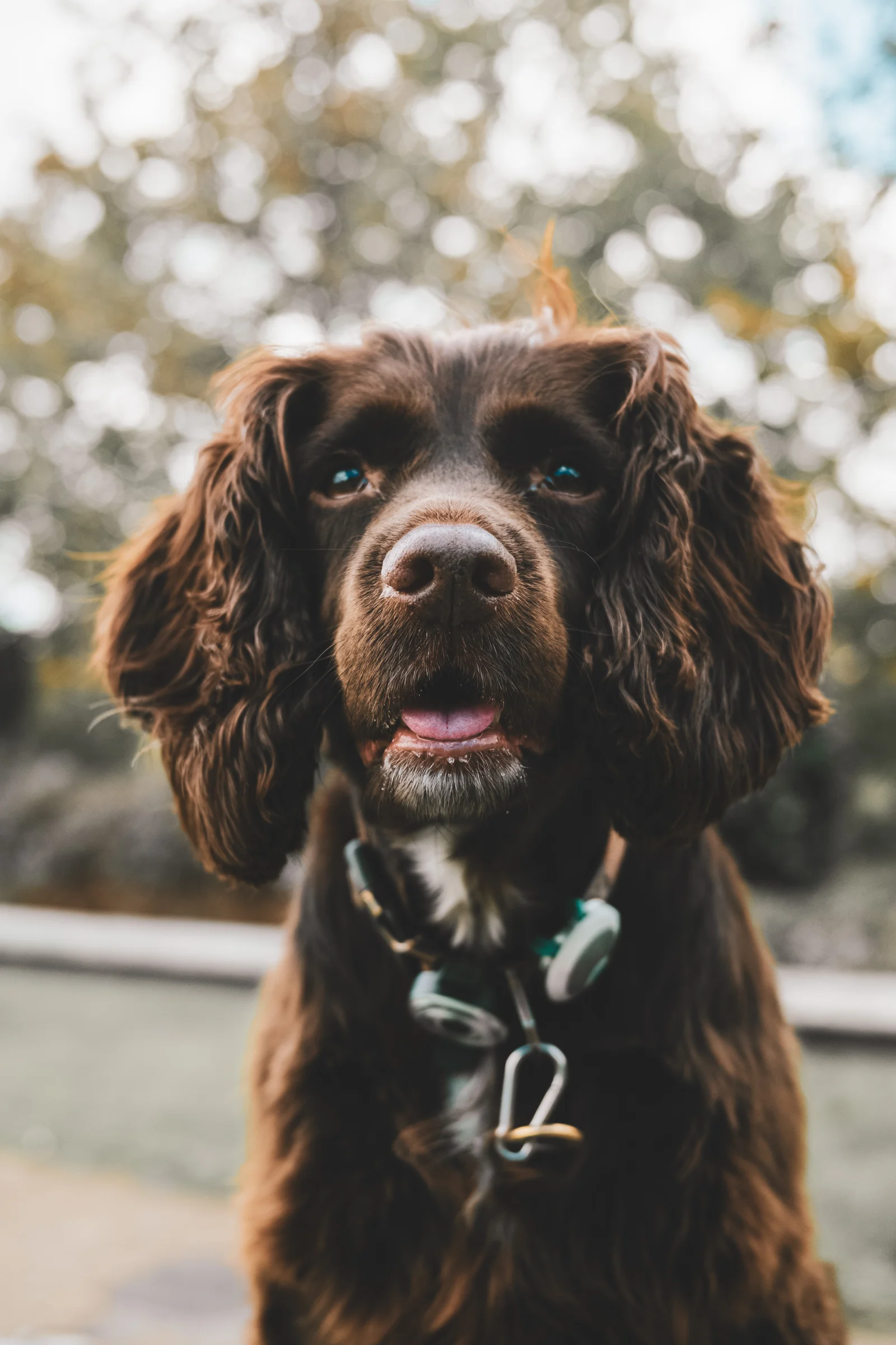 Portrait of a brown spaniel