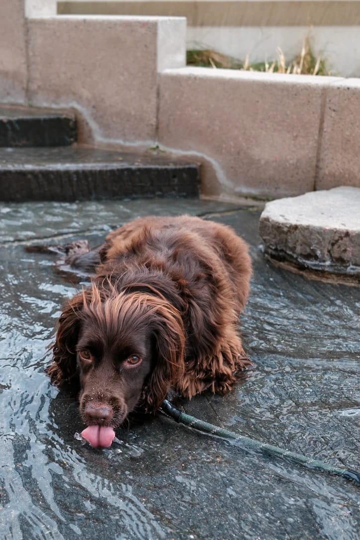 Brown Spaniel Cooling Down in Water