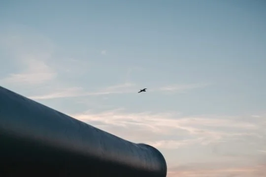 Solitary bird above curved structure