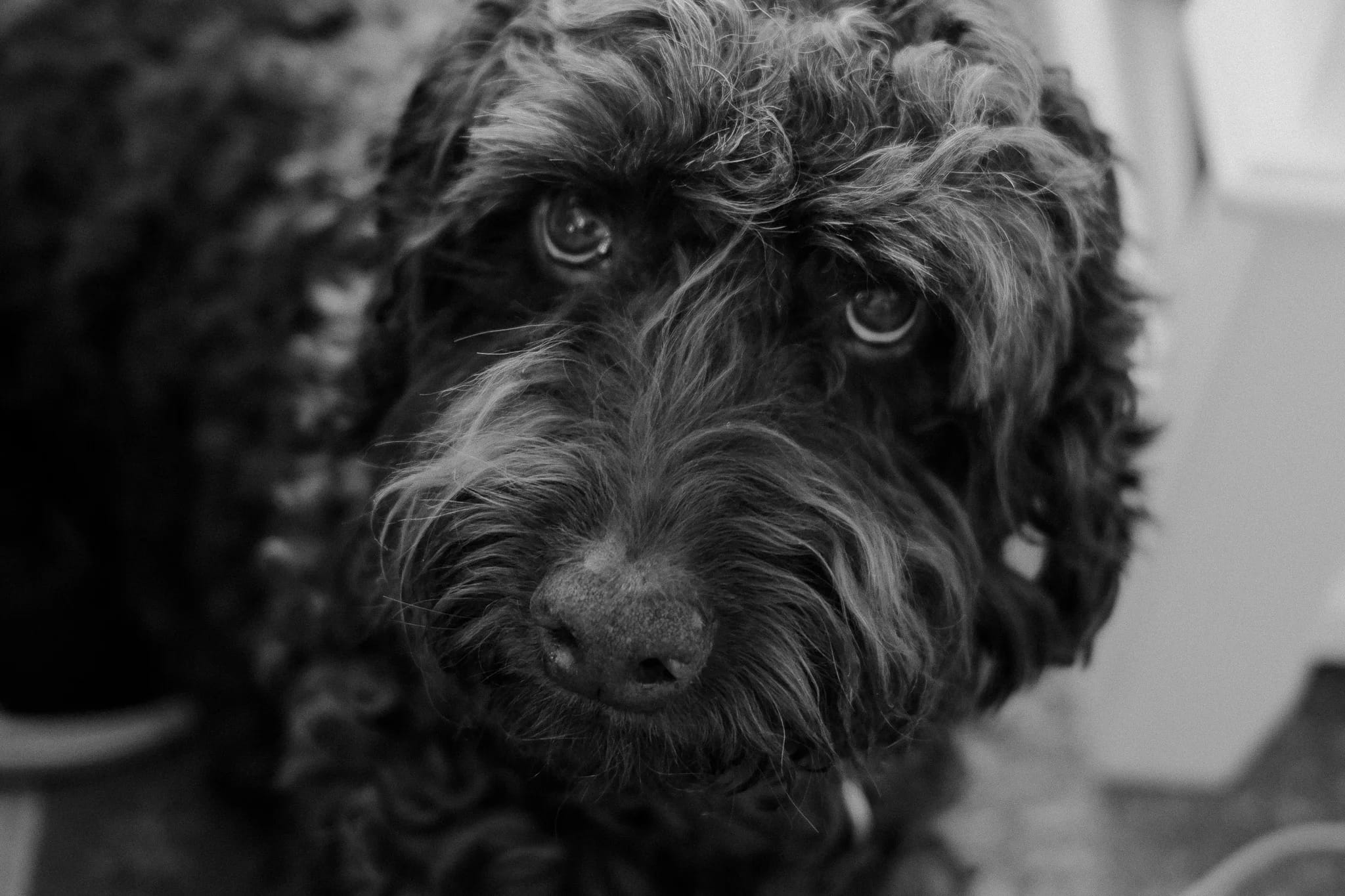 Soulful Curly Dog Portrait